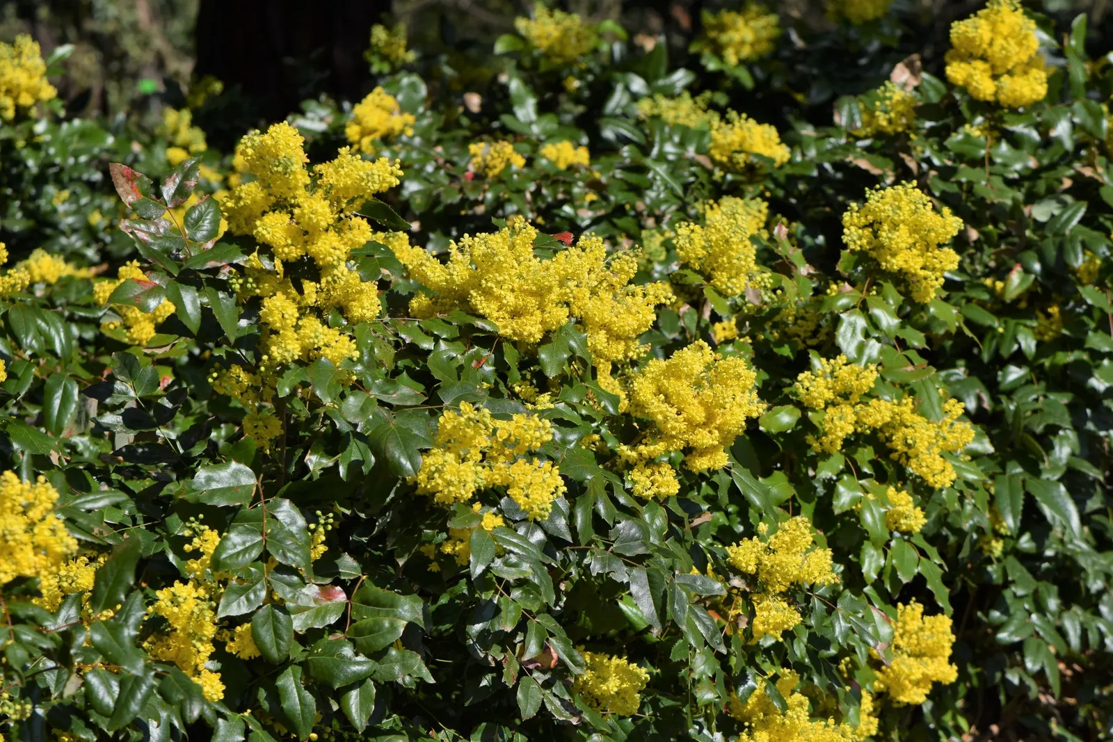 Oregon Grape (Mahonia Aquifolium) — yellow flowers in the garden