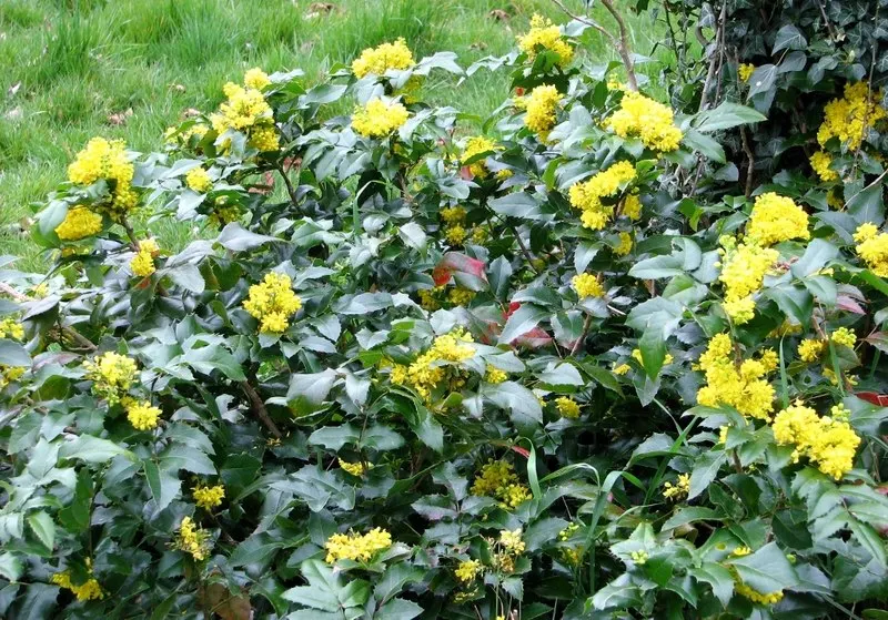 Oregon Grape (Mahonia Aquifolium) — though it tolerates full sun in cooler climates