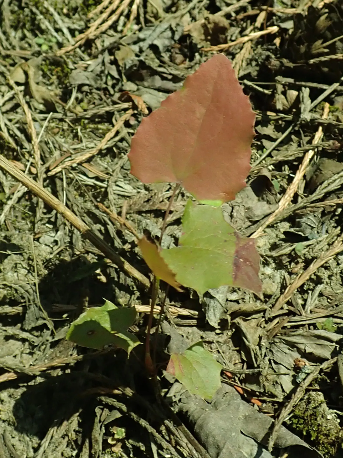 Oregon Grape (Mahonia Aquifolium) — Oregon Grape is a low-maintenance addition to the landscape
