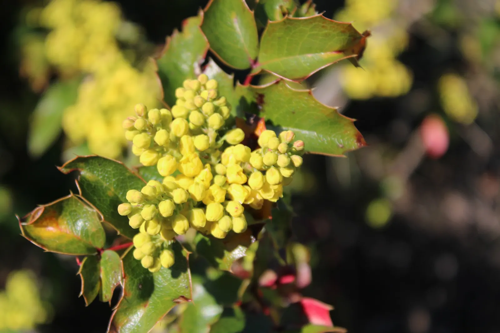 Oregon Grape (Mahonia Aquifolium) — It serves as an excellent ground cover or barrier plant; is a distinguished evergreen shrub native to the Pacific Northwest