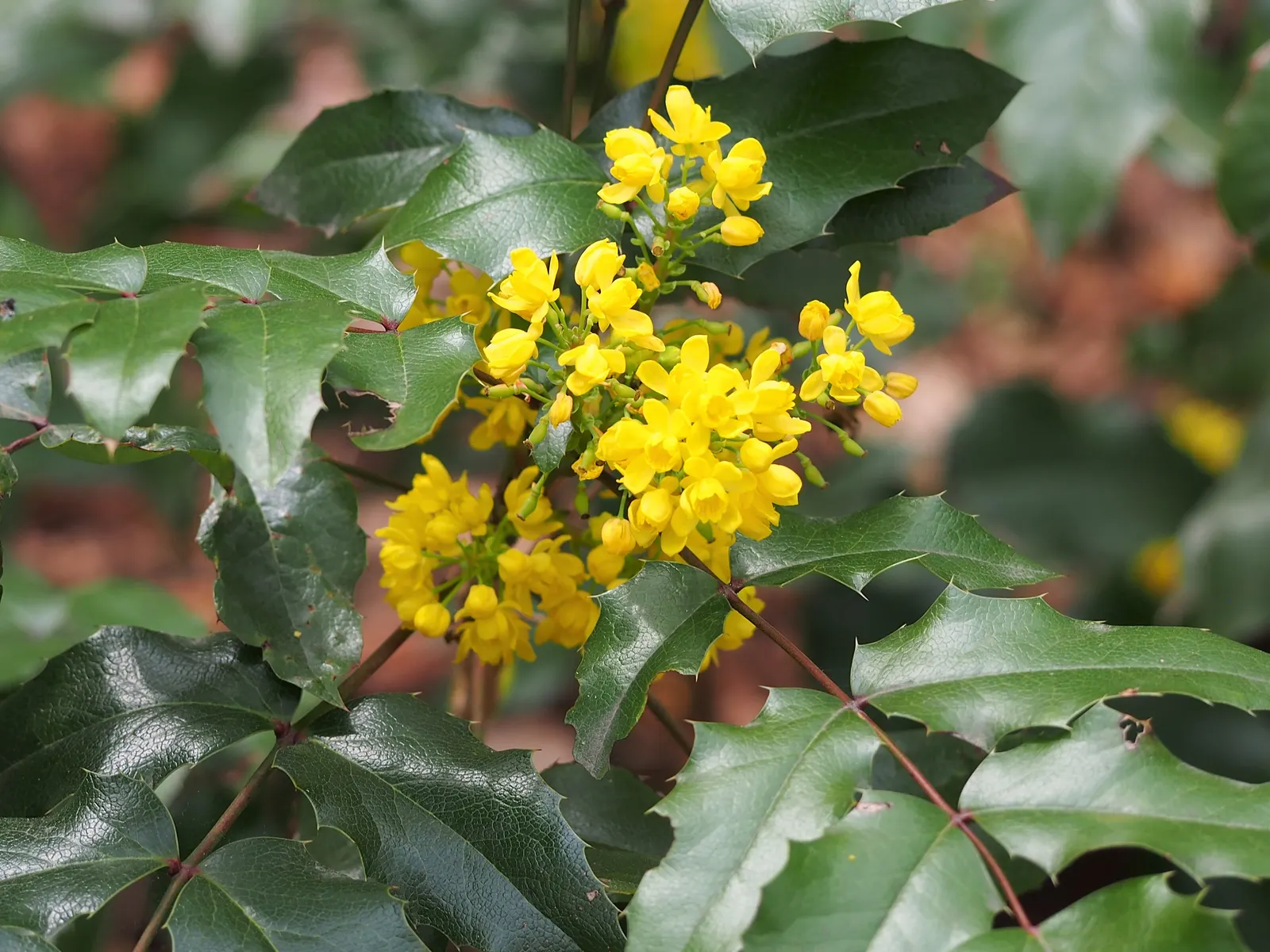 Oregon Grape (Mahonia Aquifolium) — and is hardy to -20°F; its yellow flowers bloom in early spring, followed by purple-blue berries, image 125
