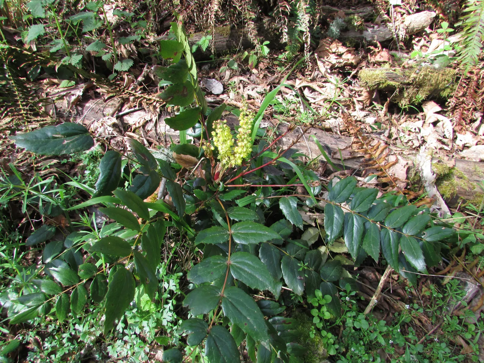 Oregon Grape (Mahonia Aquifolium) — with 5 to 9 leaflets per leaf; and is hardy to -20&deg;F