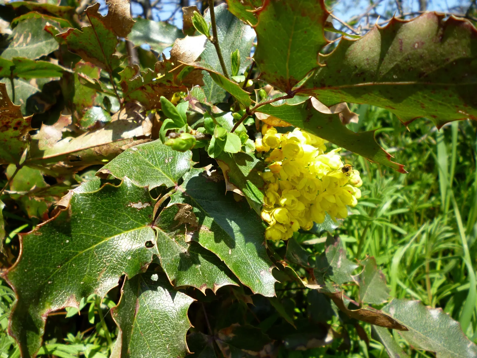 Oregon Grape (Mahonia Aquifolium) — yellow flowers in the garden; this plant typically achieves a height of 3 to 6 feet and spreads approximately 2, image 88