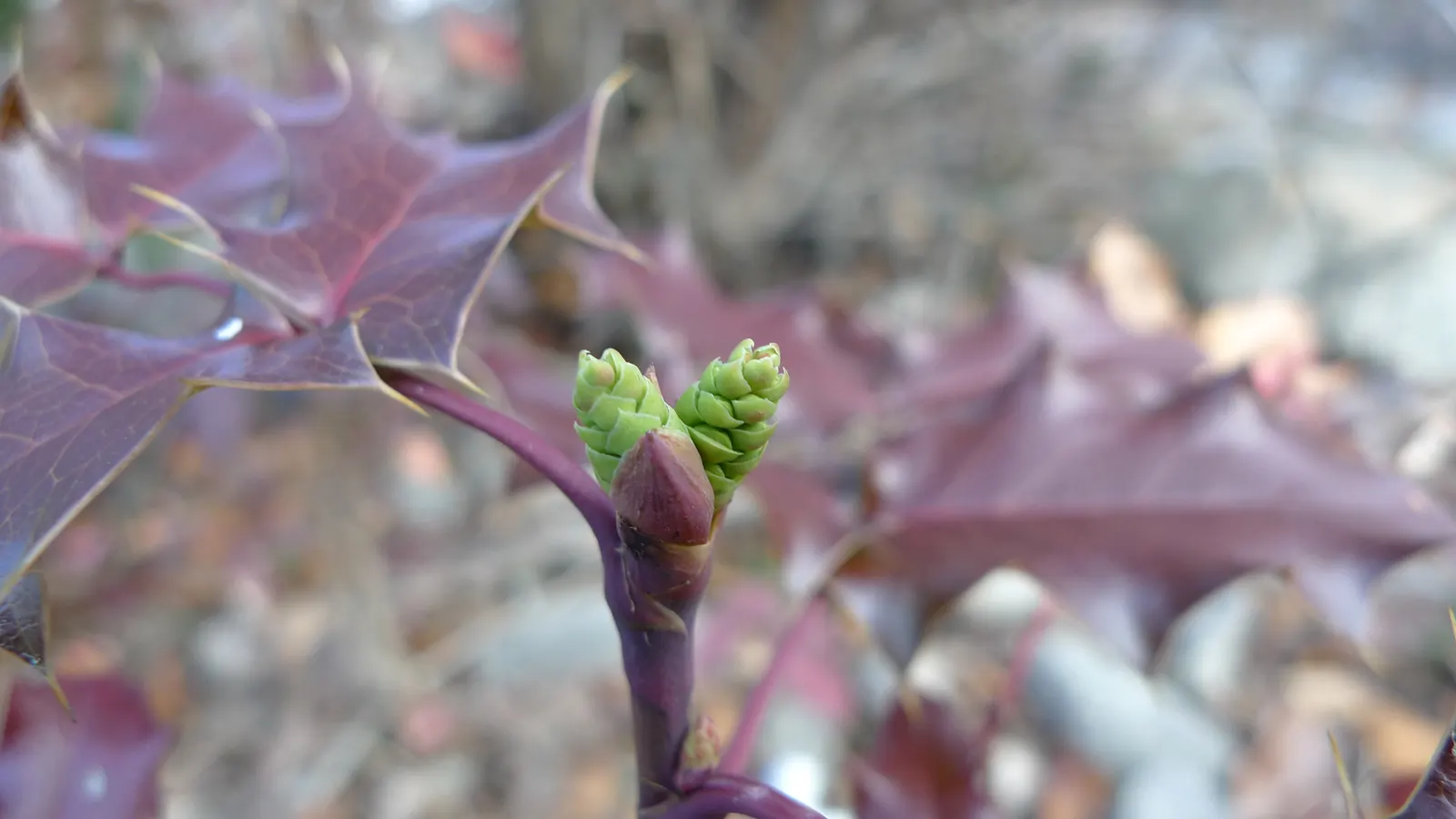 Oregon Grape (Mahonia Aquifolium) — This low-maintenance plant thrives in partial to full shade