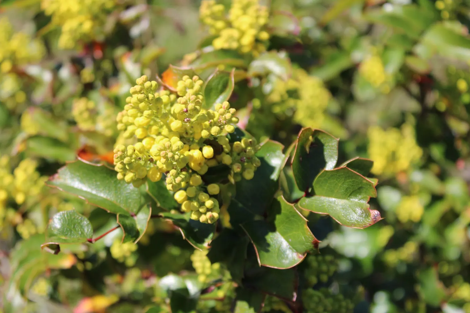 Oregon Grape (Mahonia Aquifolium) — is a distinguished evergreen shrub native to the Pacific Northwest; broadleaf evergreen / shrub for full or half or shade