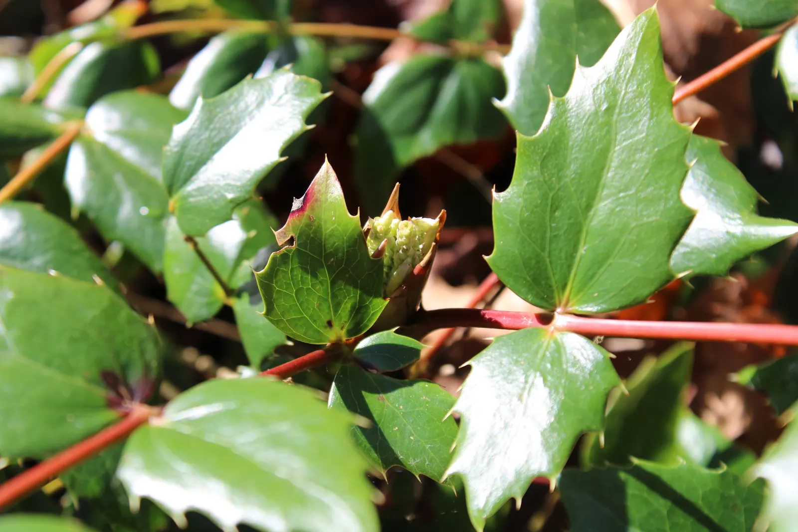 Oregon Grape (Mahonia Aquifolium) — and each leaflet measuring up to 3 inches long; with a moderate growth rate