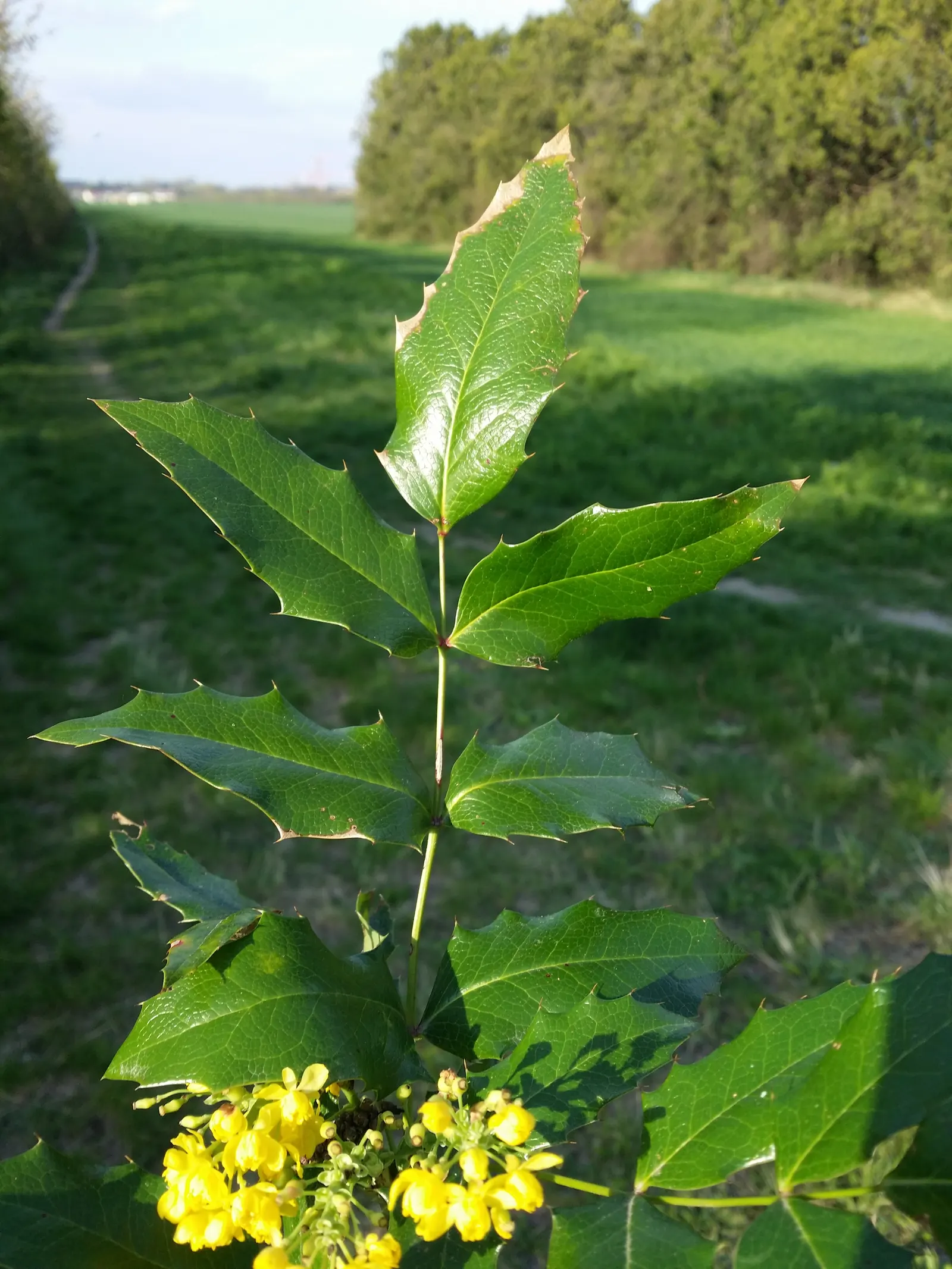 Oregon Grape (Mahonia Aquifolium) — broadleaf evergreen / shrub with yellow blooms; attract various bird species, image 149