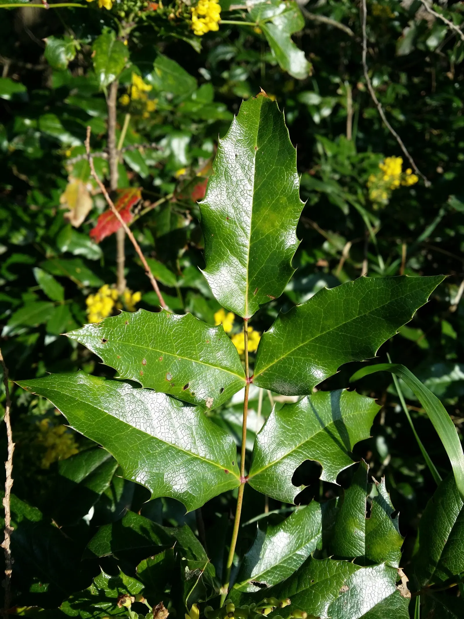 Oregon Grape (Mahonia Aquifolium) — requiring minimal care beyond occasional pruning to maintain its dense; it serves as an excellent ground cover, image 147