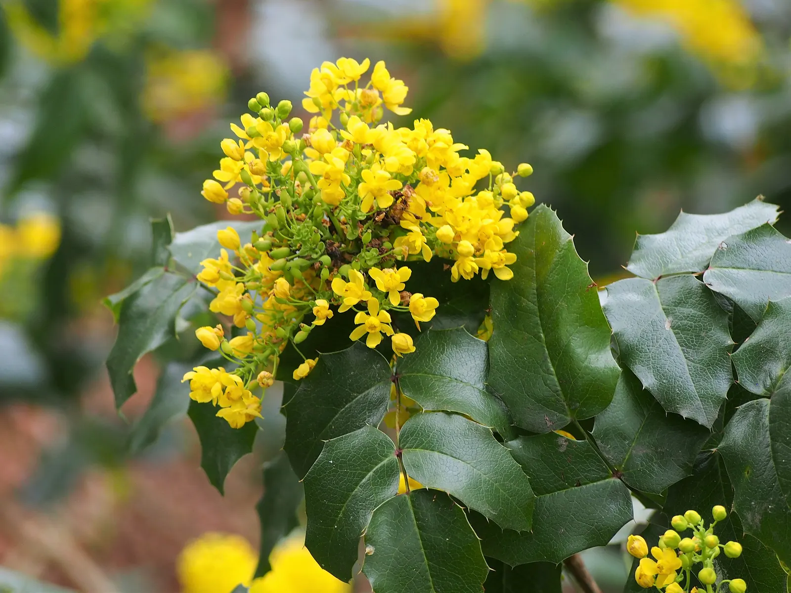 Oregon Grape (Mahonia Aquifolium) — This low-maintenance plant thrives in partial to full shade; each close to 3 inches in length, image 123