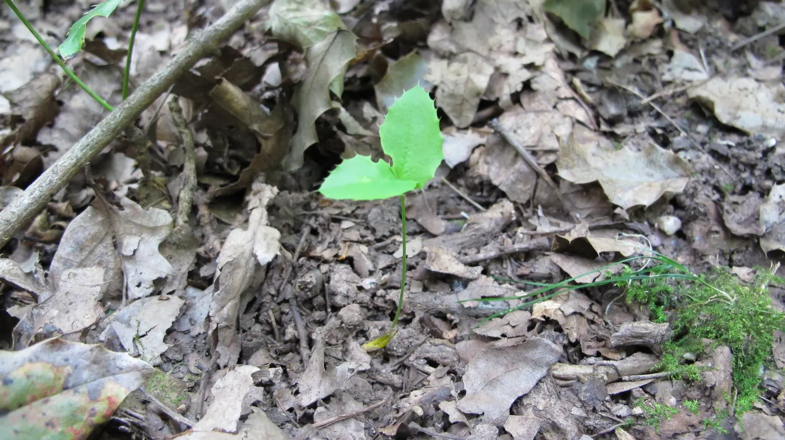 Oregon Grape (Mahonia Aquifolium) — With a moderate growth rate