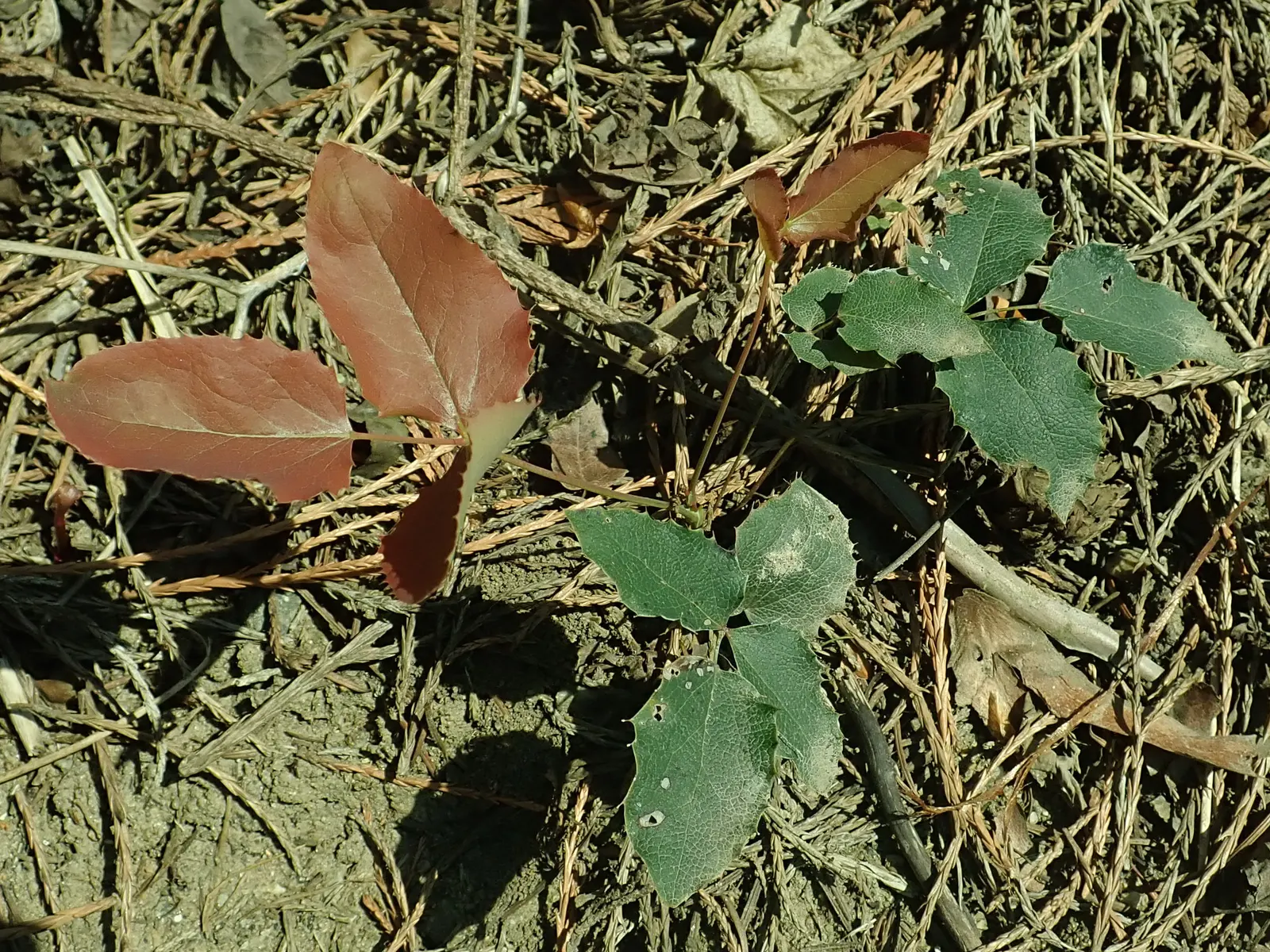 Oregon Grape (Mahonia Aquifolium) — broadleaf evergreen / shrub with yellow blooms