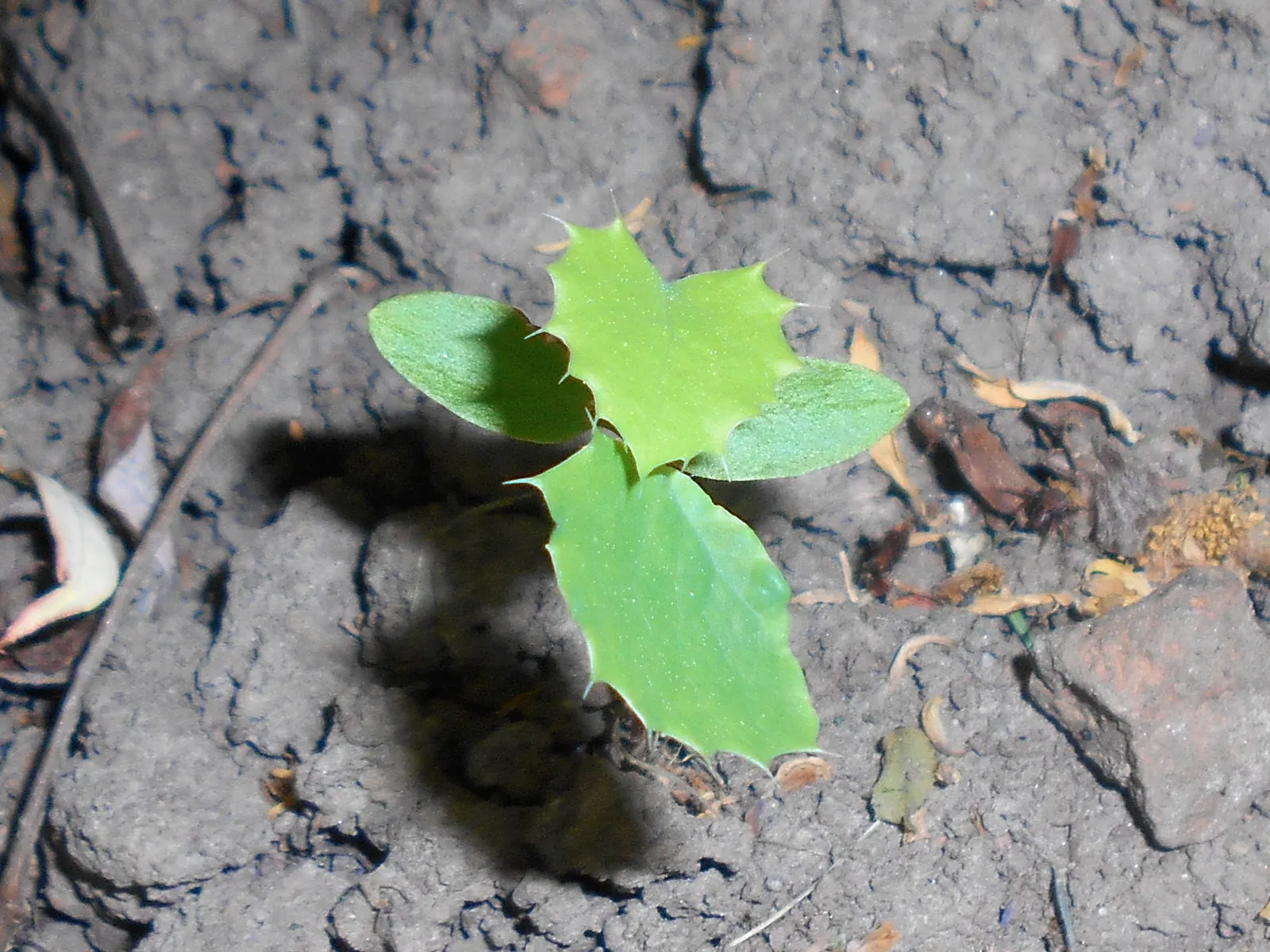 Oregon Grape (Mahonia Aquifolium) — offering year-round interest and attracting local wildlife with its nectar and fruits; these dark green, glossy leaves