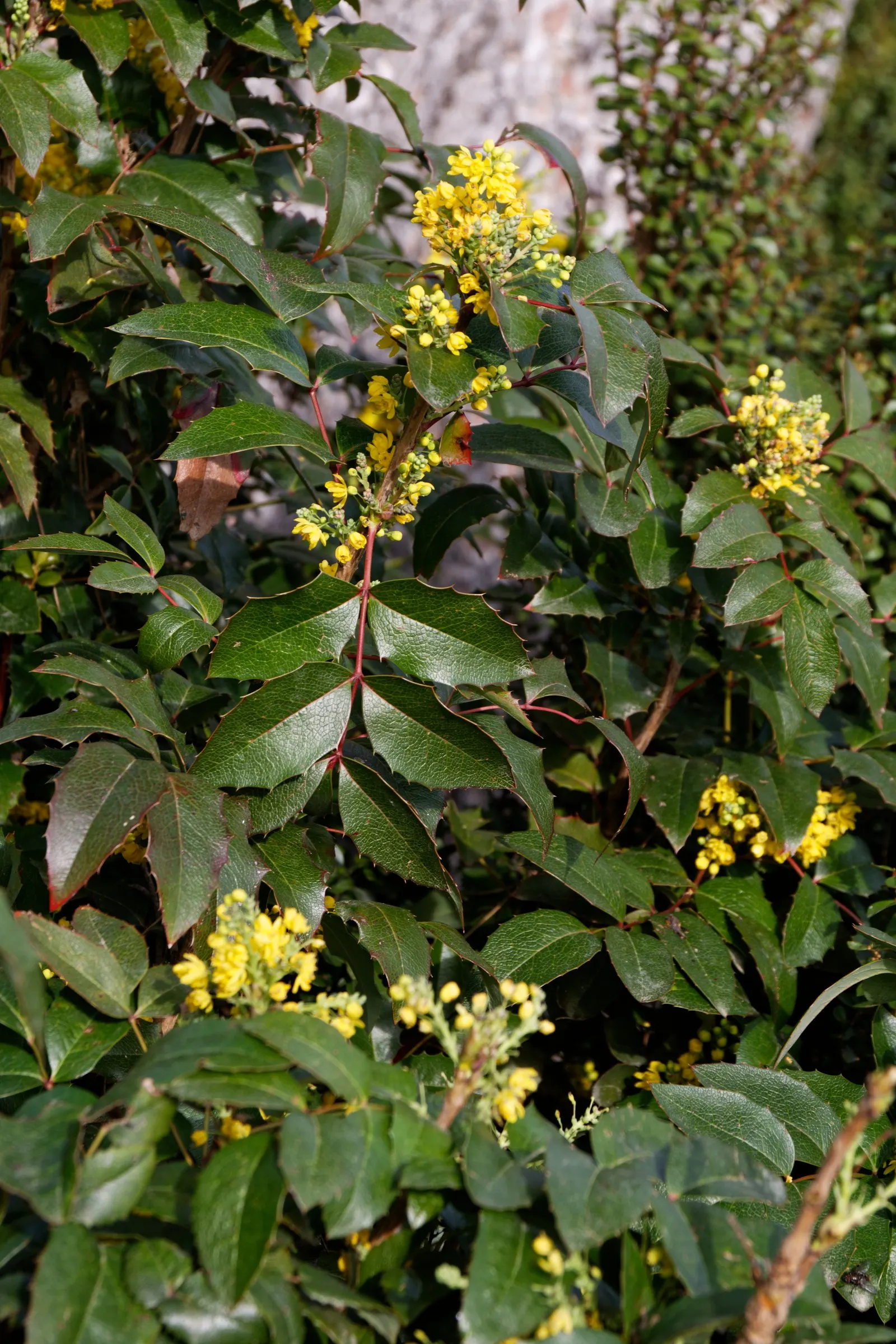 Oregon Grape (Mahonia Aquifolium) — Oregon Grape (Mahonia aquifolium) is an evergreen shrub with holly-like leaves, reaching heights of 3-6ft, image 121