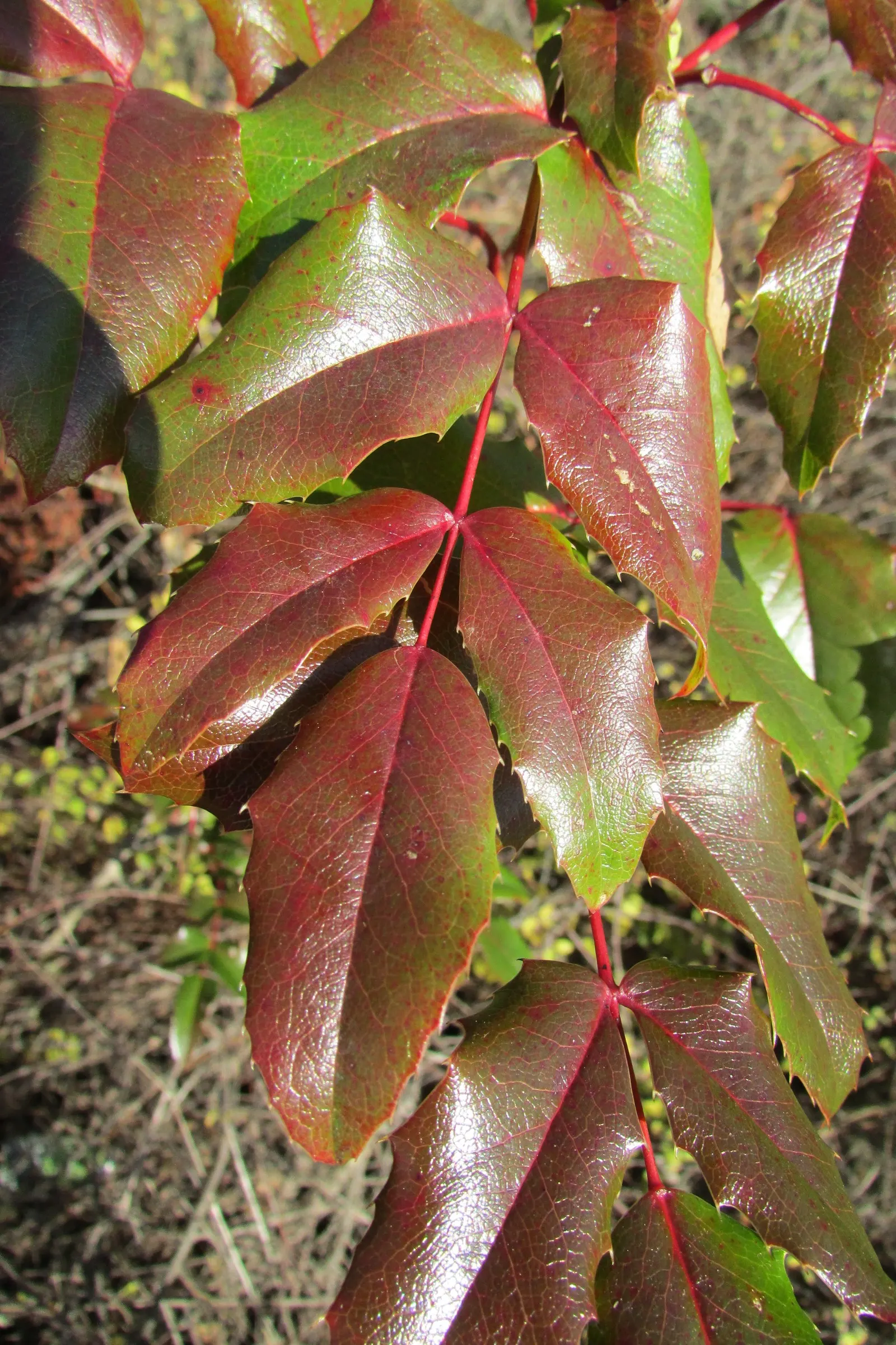 Oregon Grape (Mahonia Aquifolium) — with 5 to 9 leaflets per leaf