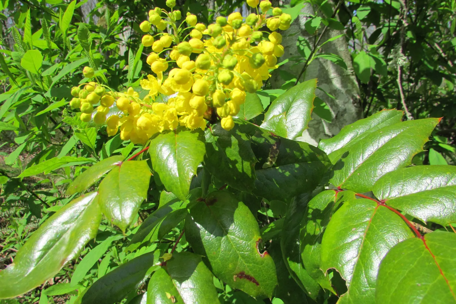 Oregon Grape (Mahonia Aquifolium) — Oregon Grape (Mahonia aquifolium) is an evergreen shrub with holly-like leaves, reaching heights of 3-6ft