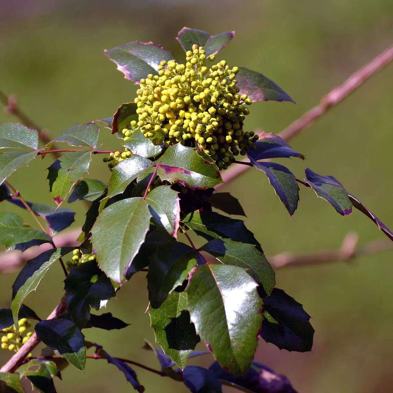 Oregon Grape (Mahonia Aquifolium) — prefers well-drained soil