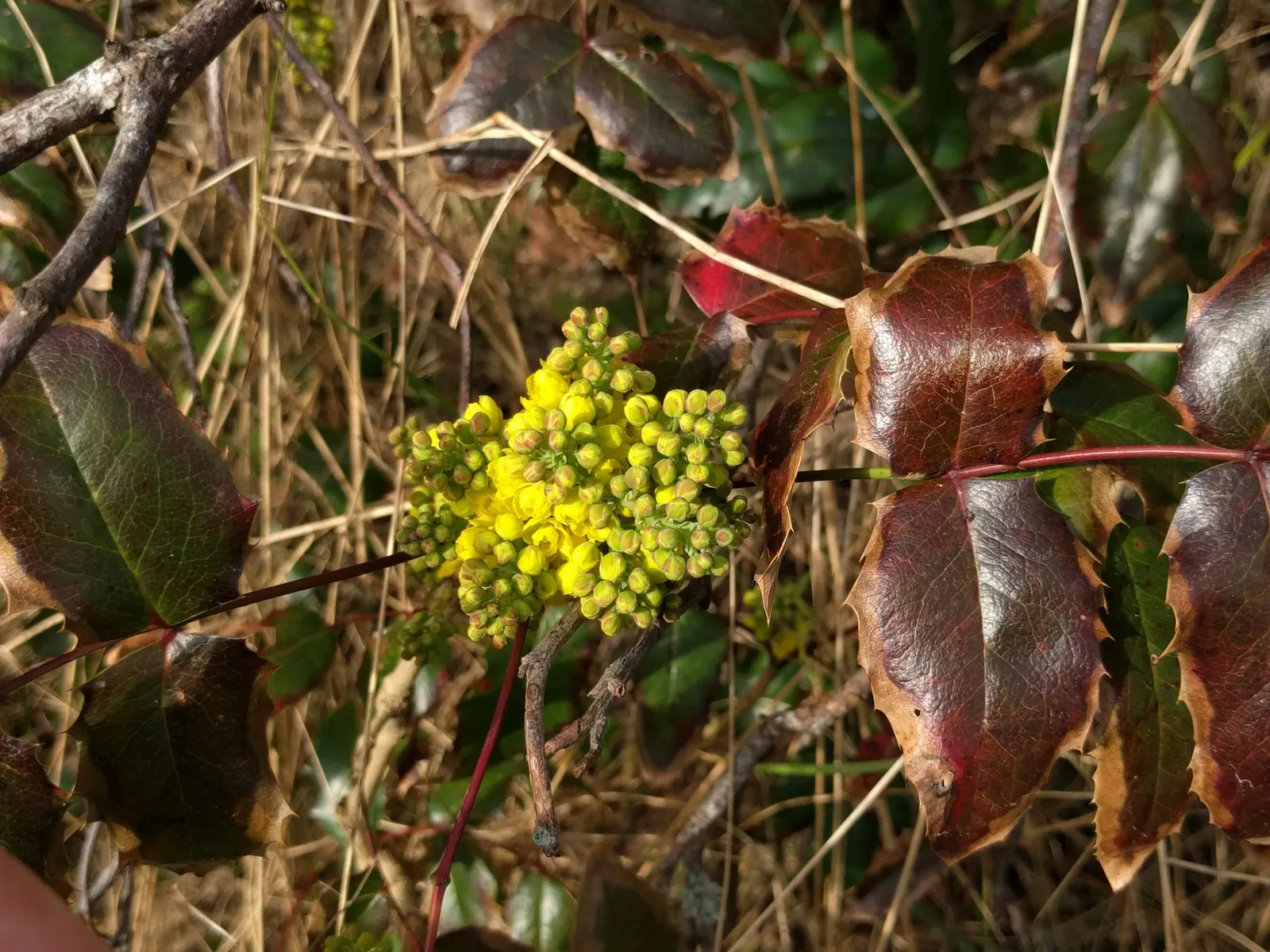 Oregon Grape (Mahonia Aquifolium) — offering year-round interest and attracting local wildlife with its nectar and fruits