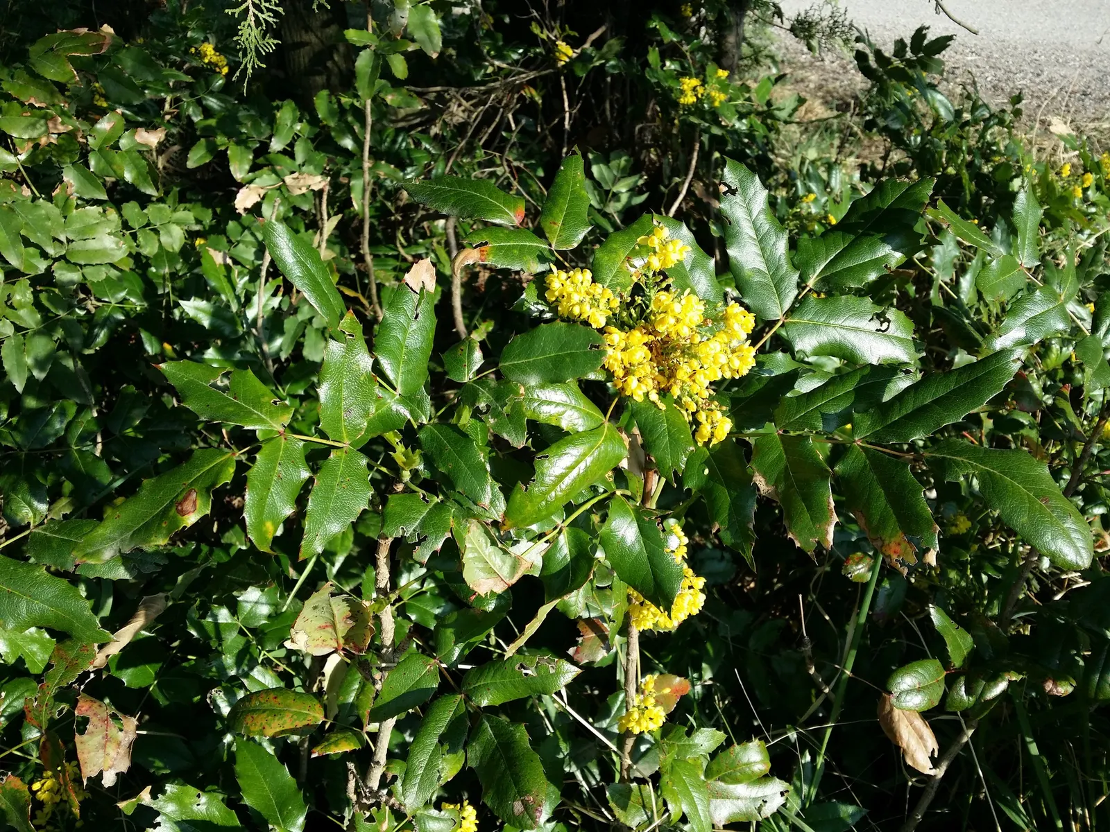 Oregon Grape (Mahonia Aquifolium) — is a distinguished evergreen shrub native to the Pacific Northwest; broadleaf evergreen / shrub for full or, image 129
