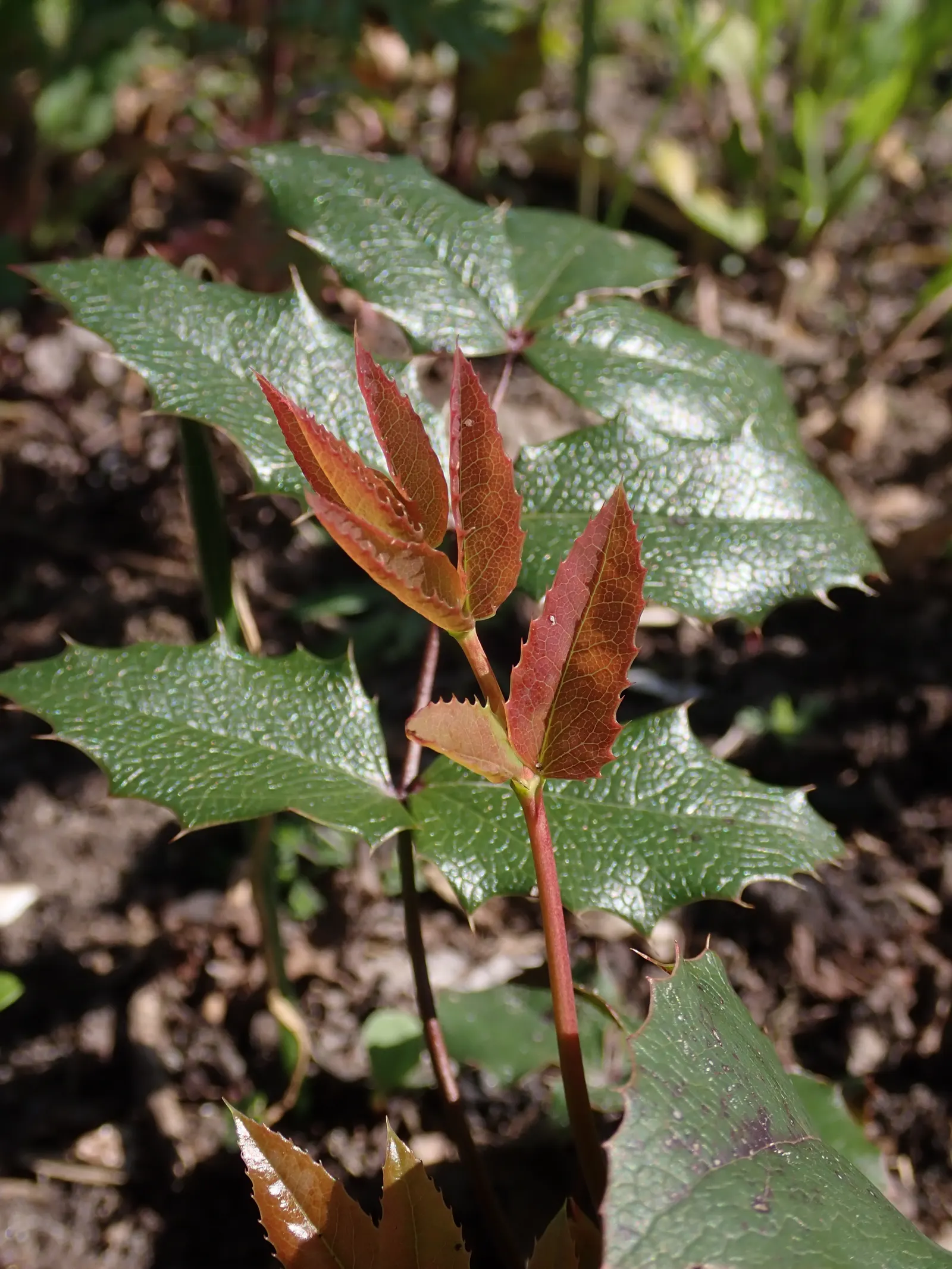Oregon Grape (Mahonia Aquifolium) — Oregon Grape (Mahonia aquifolium) is an evergreen shrub with holly-like leaves, reaching heights of 3-6ft; prefers
