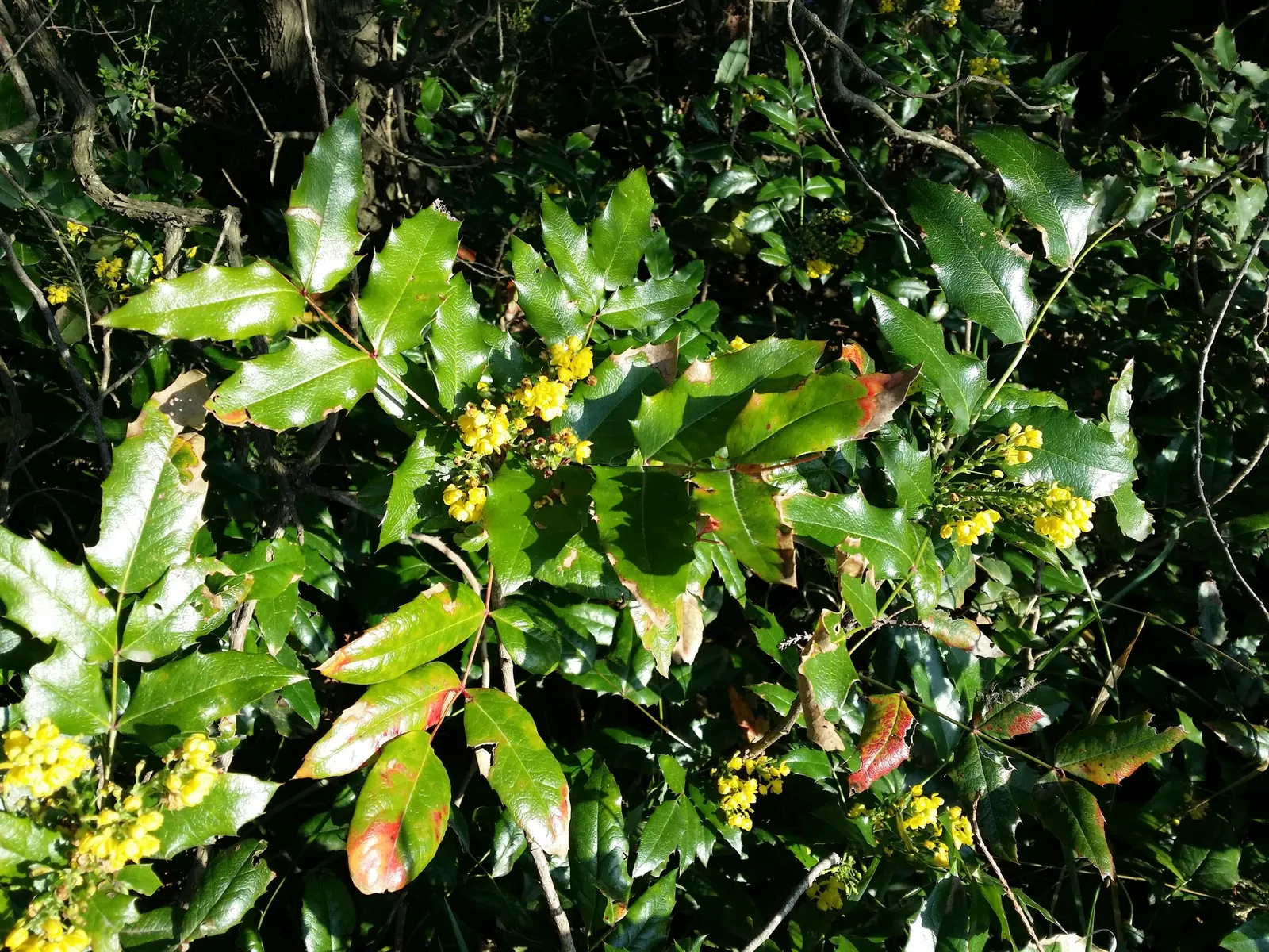 Oregon Grape (Mahonia Aquifolium) — broadleaf evergreen / shrub for full or half or shade; requiring minimal care beyond occasional pruning to, image 150