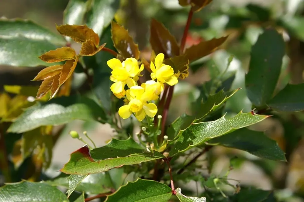 Oregon Grape (Mahonia Aquifolium) — broadleaf evergreen / shrub with yellow blooms; attract various bird species, image 119