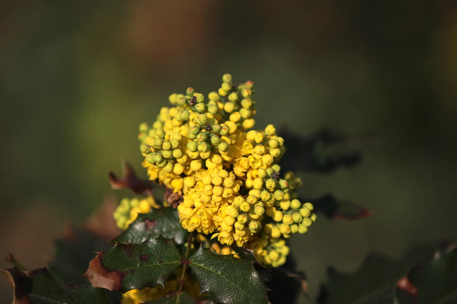 Oregon Grape (Mahonia Aquifolium) — being an excellent choice for the thoughtful landscape designer; with 5 to 9 leaflets per leaf, image 131