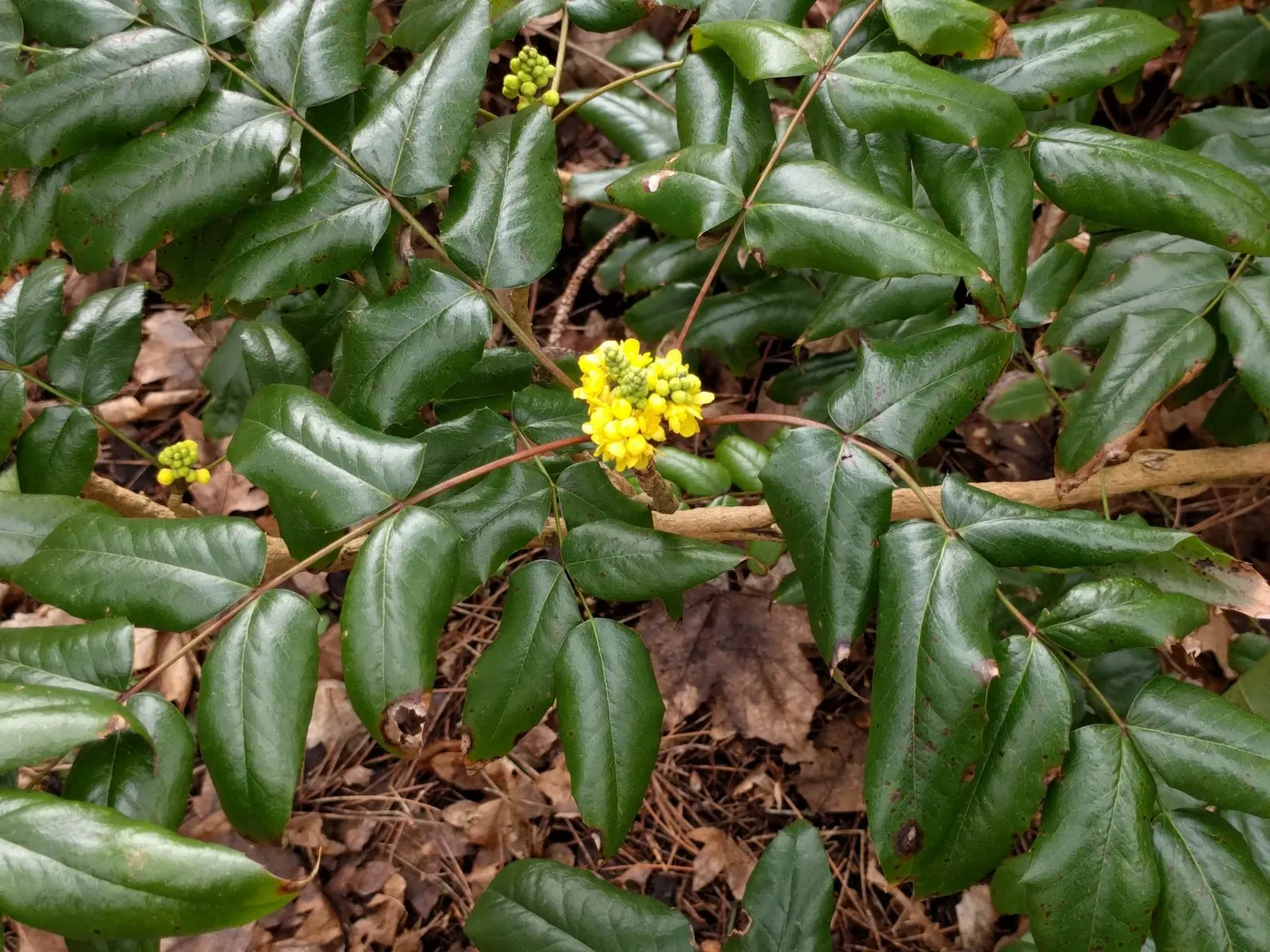 Oregon Grape (Mahonia Aquifolium) — It serves as an excellent ground cover or barrier plant