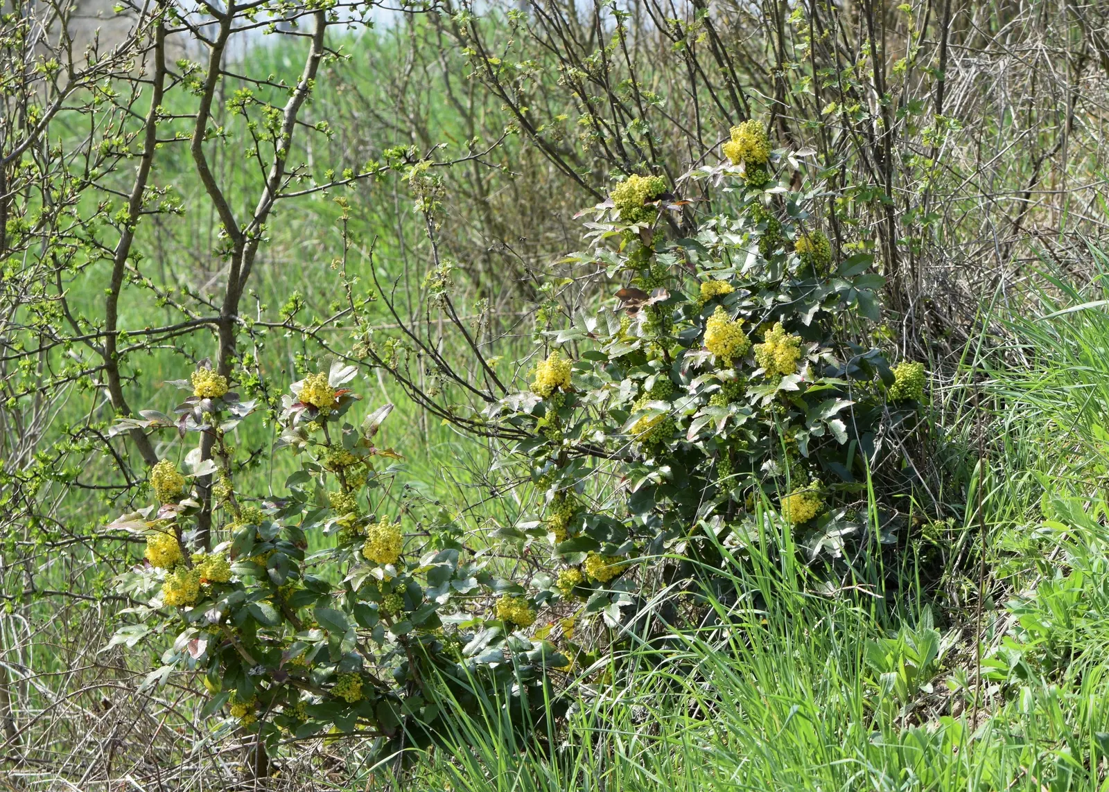 Oregon Grape (Mahonia Aquifolium) — the Oregon Grape produces vibrant yellow flower clusters