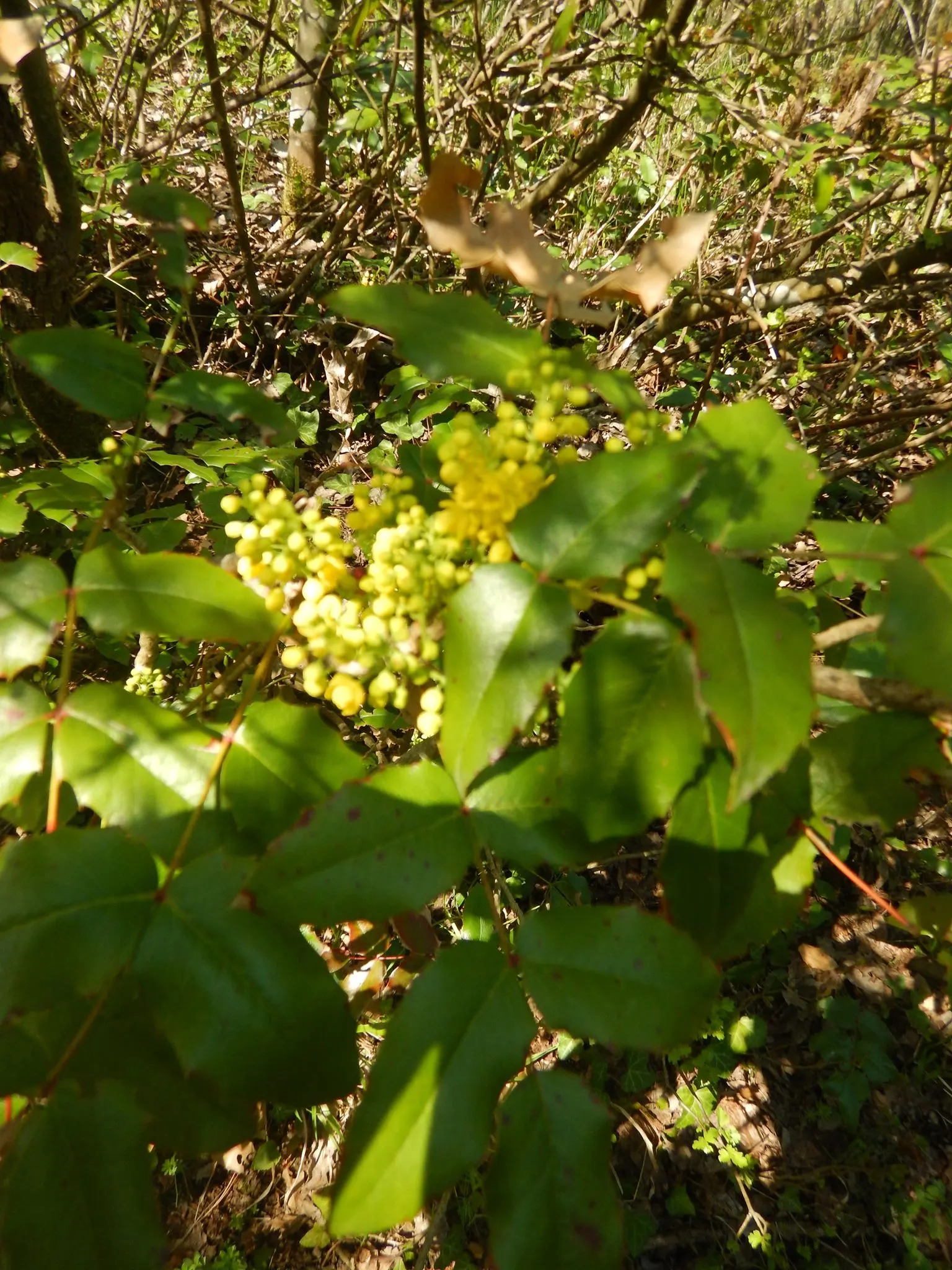 Oregon Grape (Mahonia Aquifolium) — the Oregon Grape produces vibrant yellow flower clusters; oregon Grape is a low-maintenance addition to the, image 137