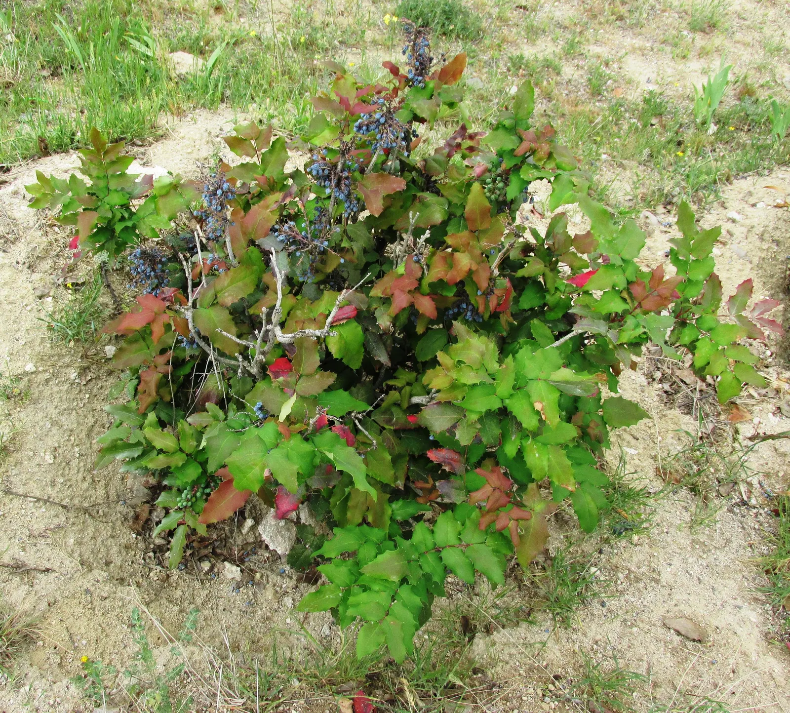 Oregon Grape (Mahonia Aquifolium) — is a distinguished evergreen shrub native to the Pacific Northwest