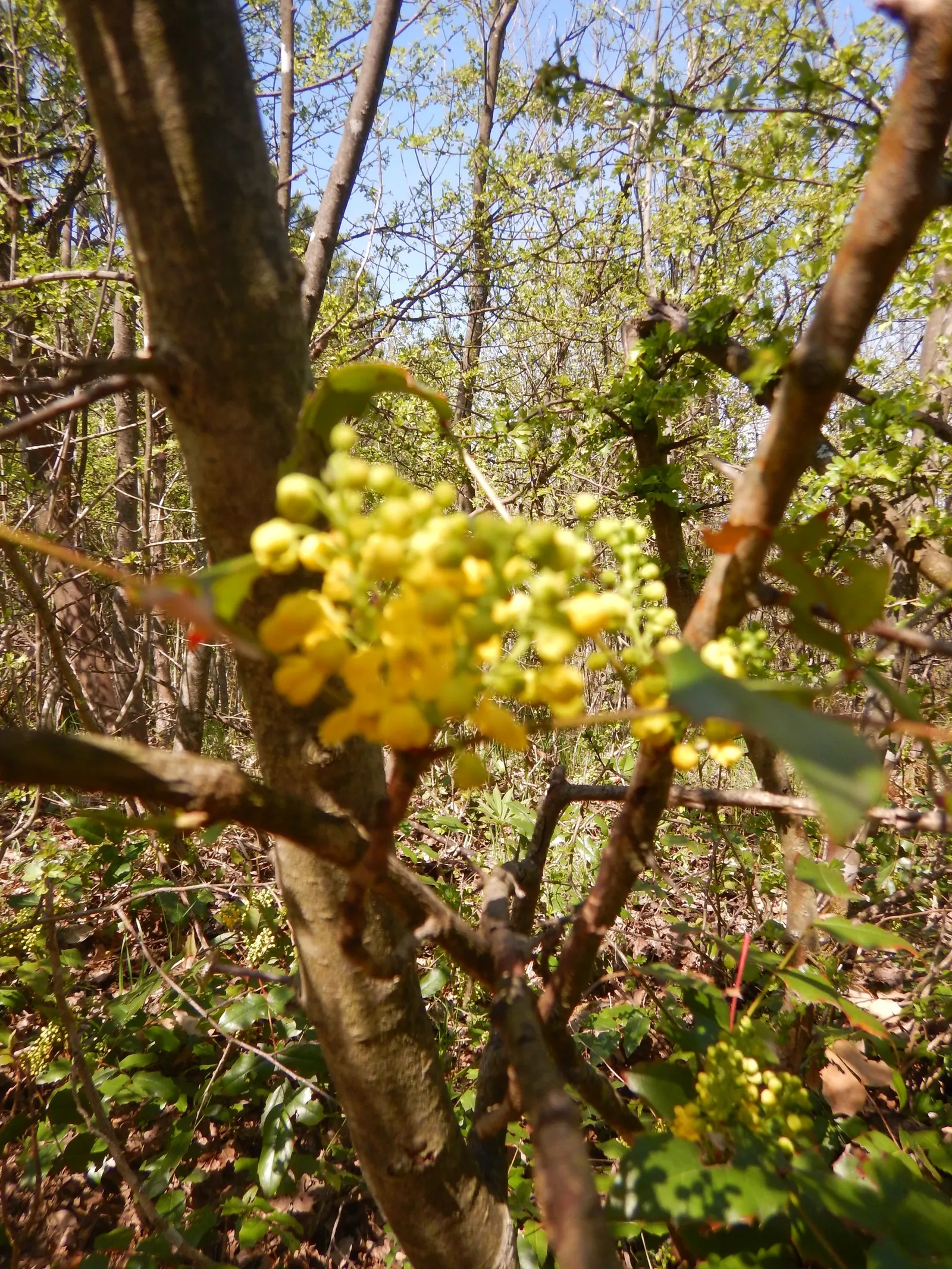 Oregon Grape (Mahonia Aquifolium) — this plant typically achieves a height of 3 to 6 feet and spreads approximately 2 to 5 feet wide; yellow, image 133