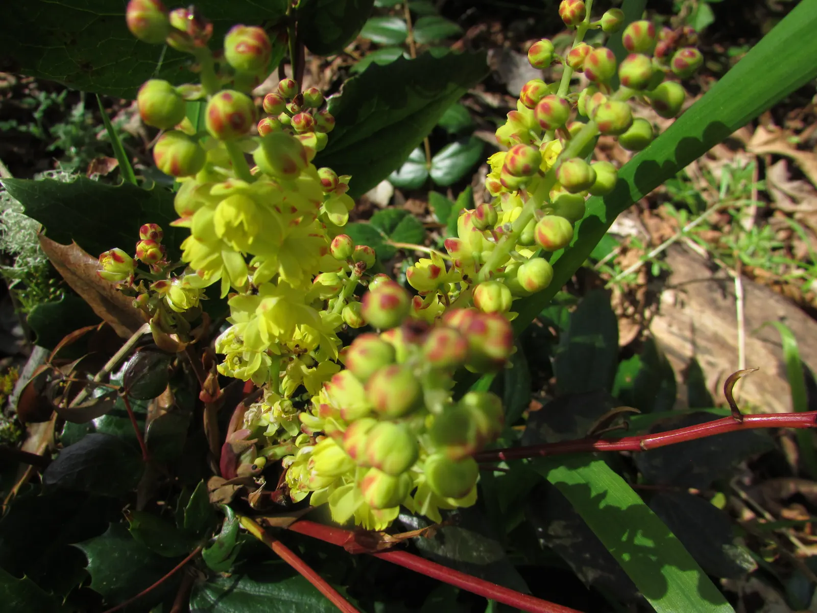 Oregon Grape (Mahonia Aquifolium) — each close to 3 inches in length