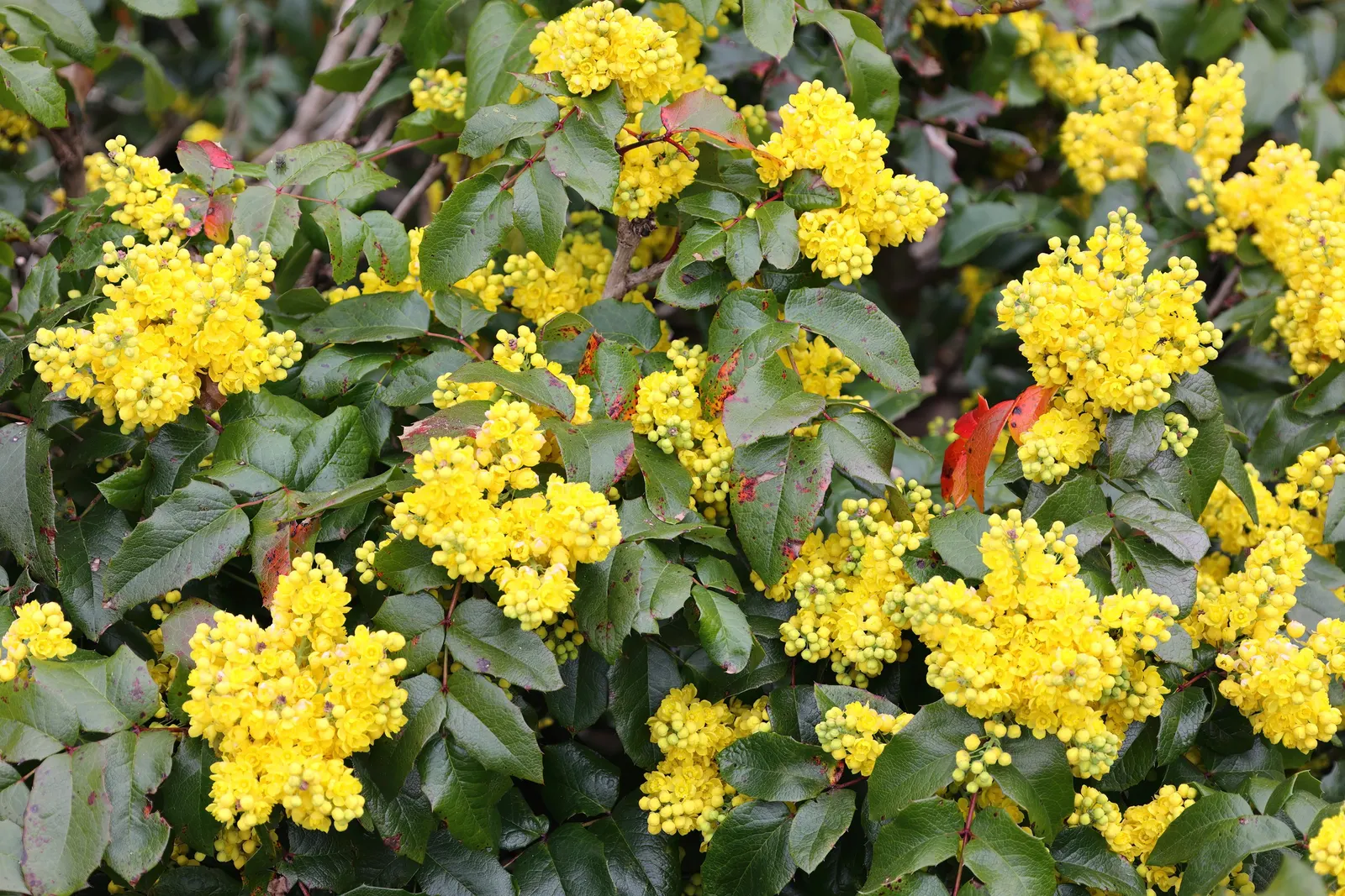 Oregon Grape (Mahonia Aquifolium) — and is hardy to -20&deg;F; its yellow flowers bloom in early spring, followed by purple-blue berries, image 65