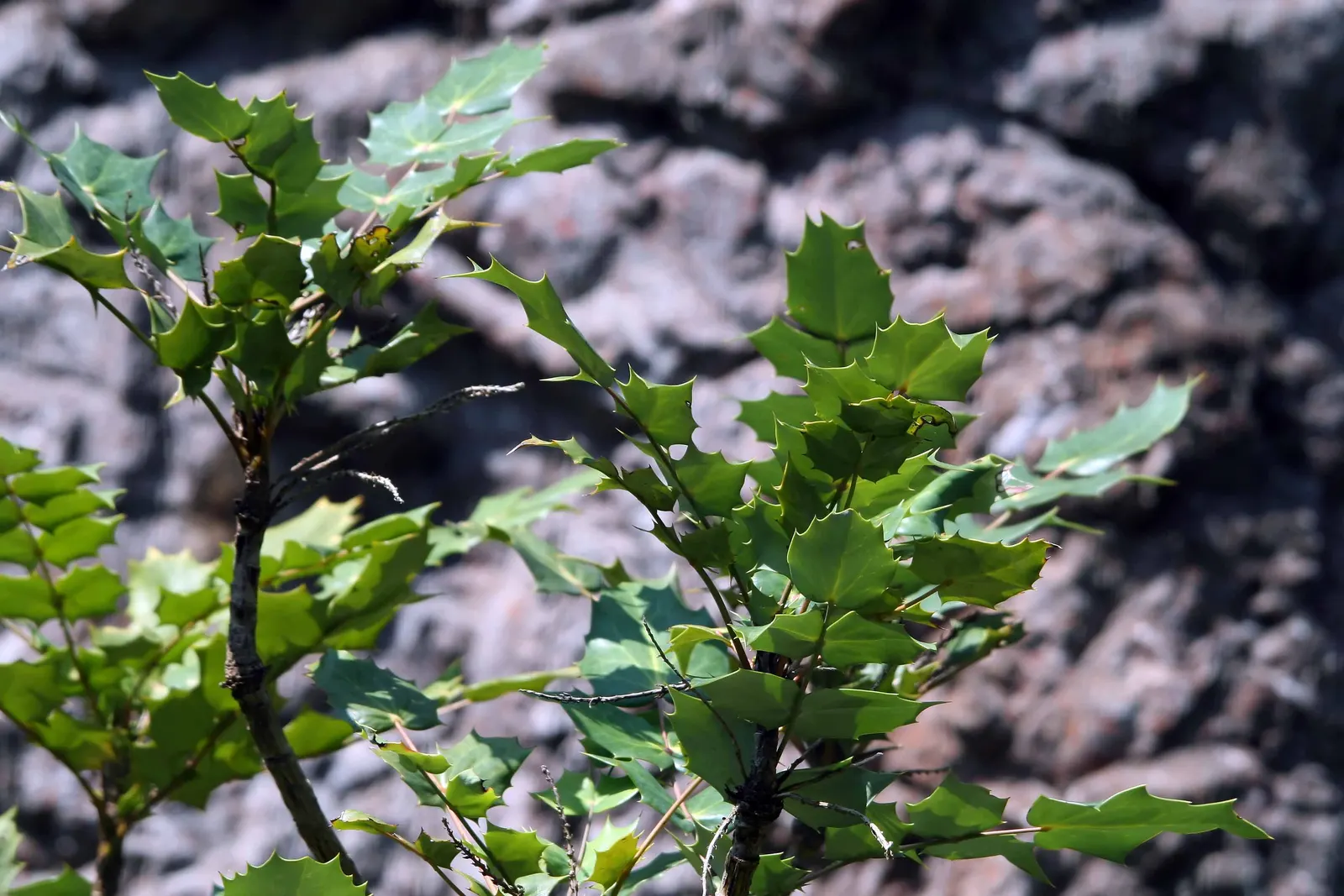 Oregon Grape (Mahonia Aquifolium) — broadleaf evergreen / shrub for full or half or shade; requiring minimal care beyond occasional pruning to, image 120