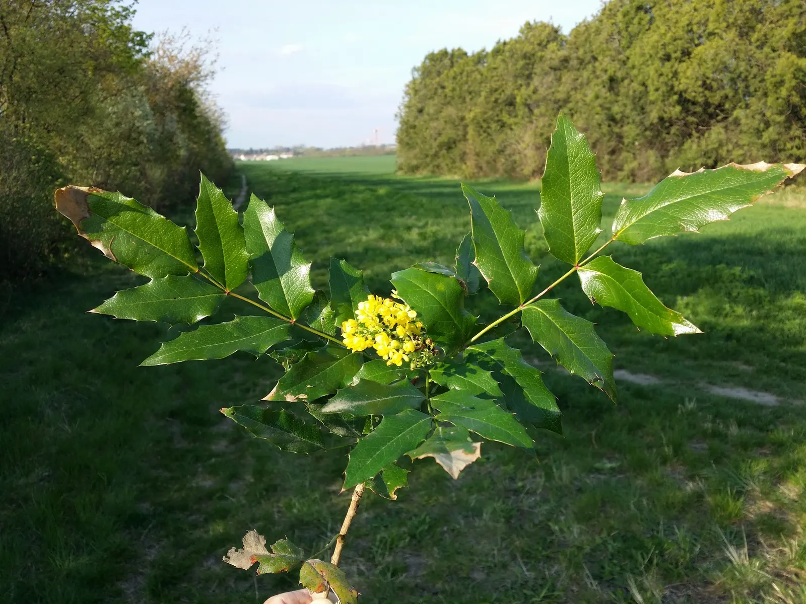 Oregon Grape (Mahonia Aquifolium) — offering year-round interest and attracting local wildlife with its nectar and fruits; these dark green, glossy, image 157