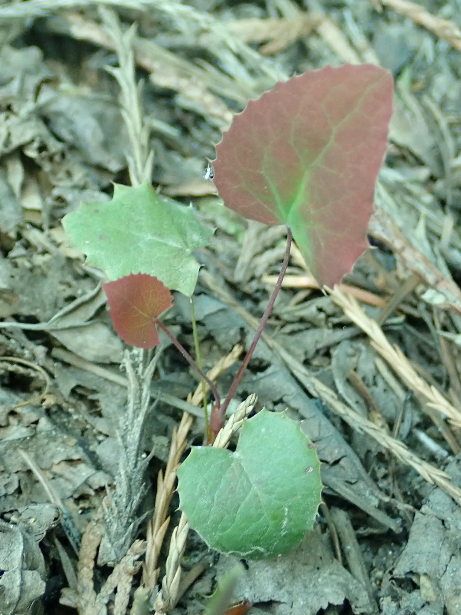 Oregon Grape (Mahonia Aquifolium) — provided that the soil is not overly wet