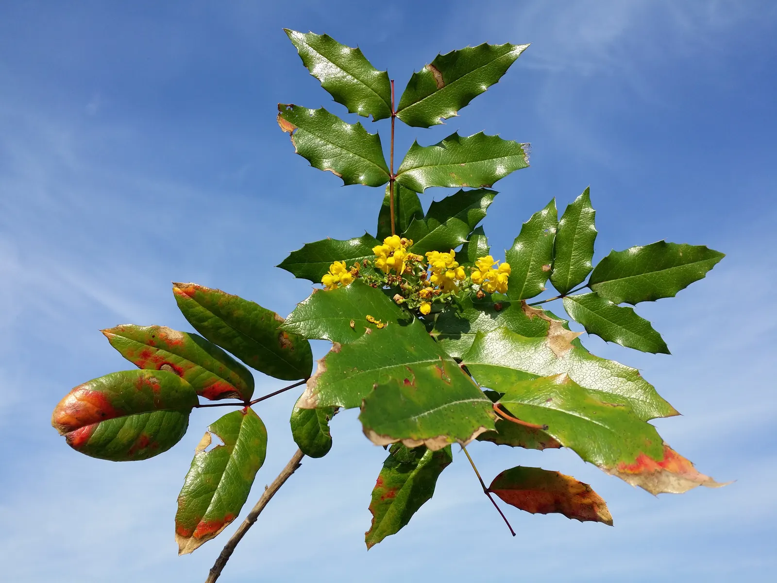 Oregon Grape (Mahonia Aquifolium) — scientifically known as Mahonia aquifolium; from well-drained sandy soil to clay, image 158