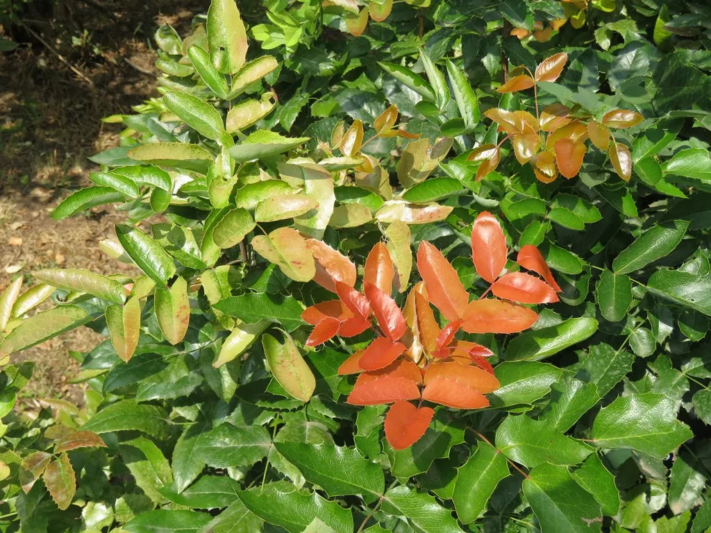 Oregon Grape (Mahonia Aquifolium) — It is admired for both its ornamental and ecological value; offering year-round interest and attracting local, image 130