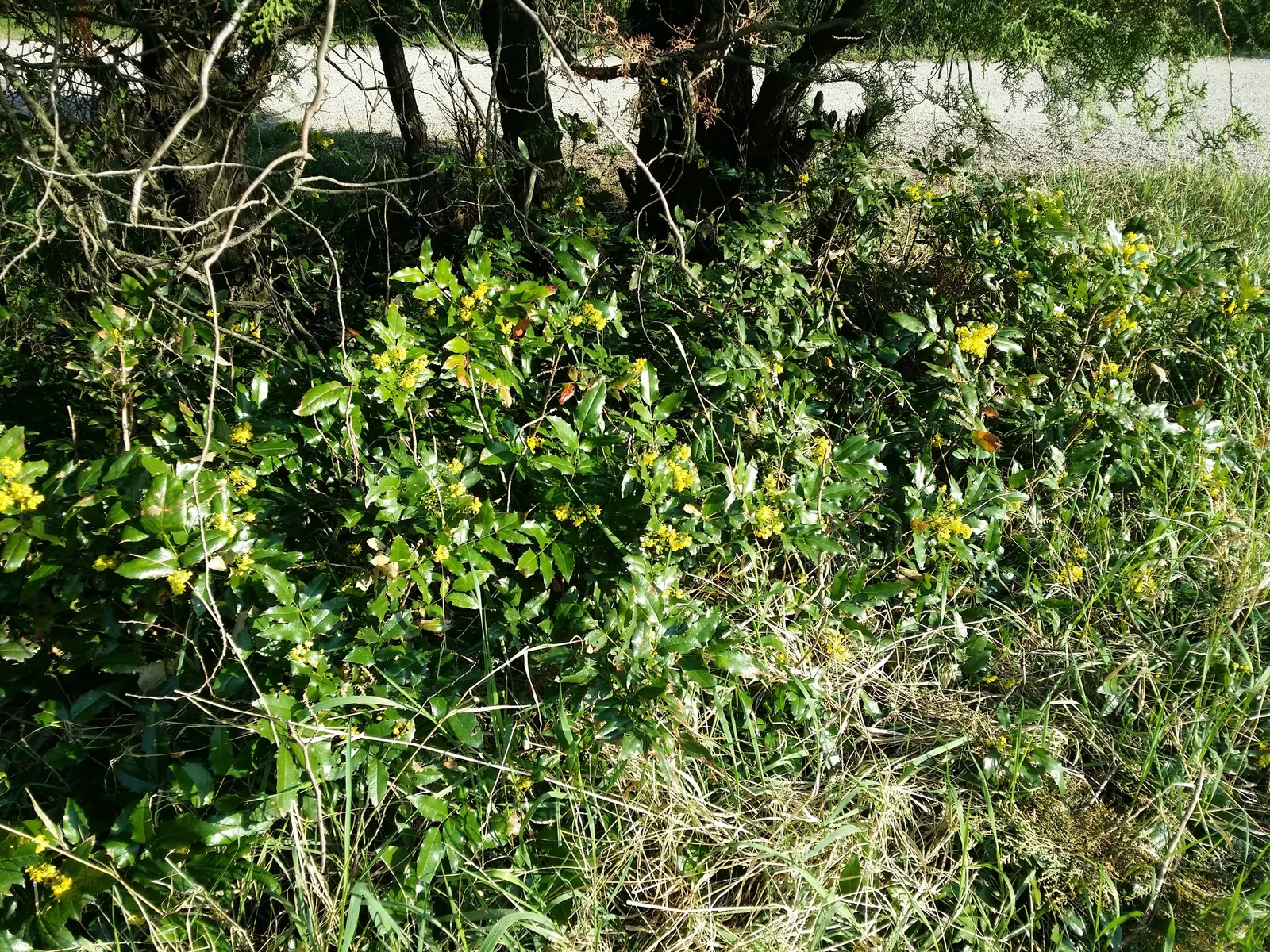 Oregon Grape (Mahonia Aquifolium) — Its yellow flowers bloom in early spring, followed by purple-blue berries; being an excellent choice for the, image 152