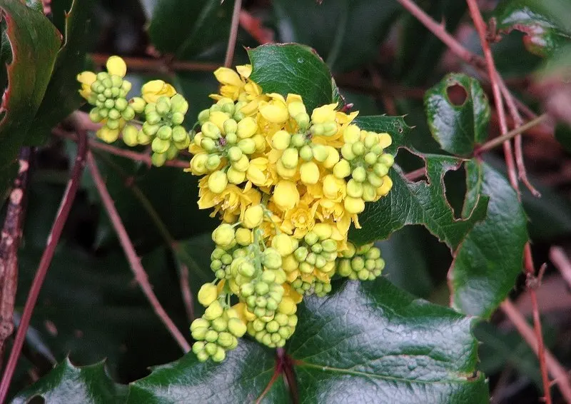 Oregon Grape (Mahonia Aquifolium) — and is hardy to -20&deg;F