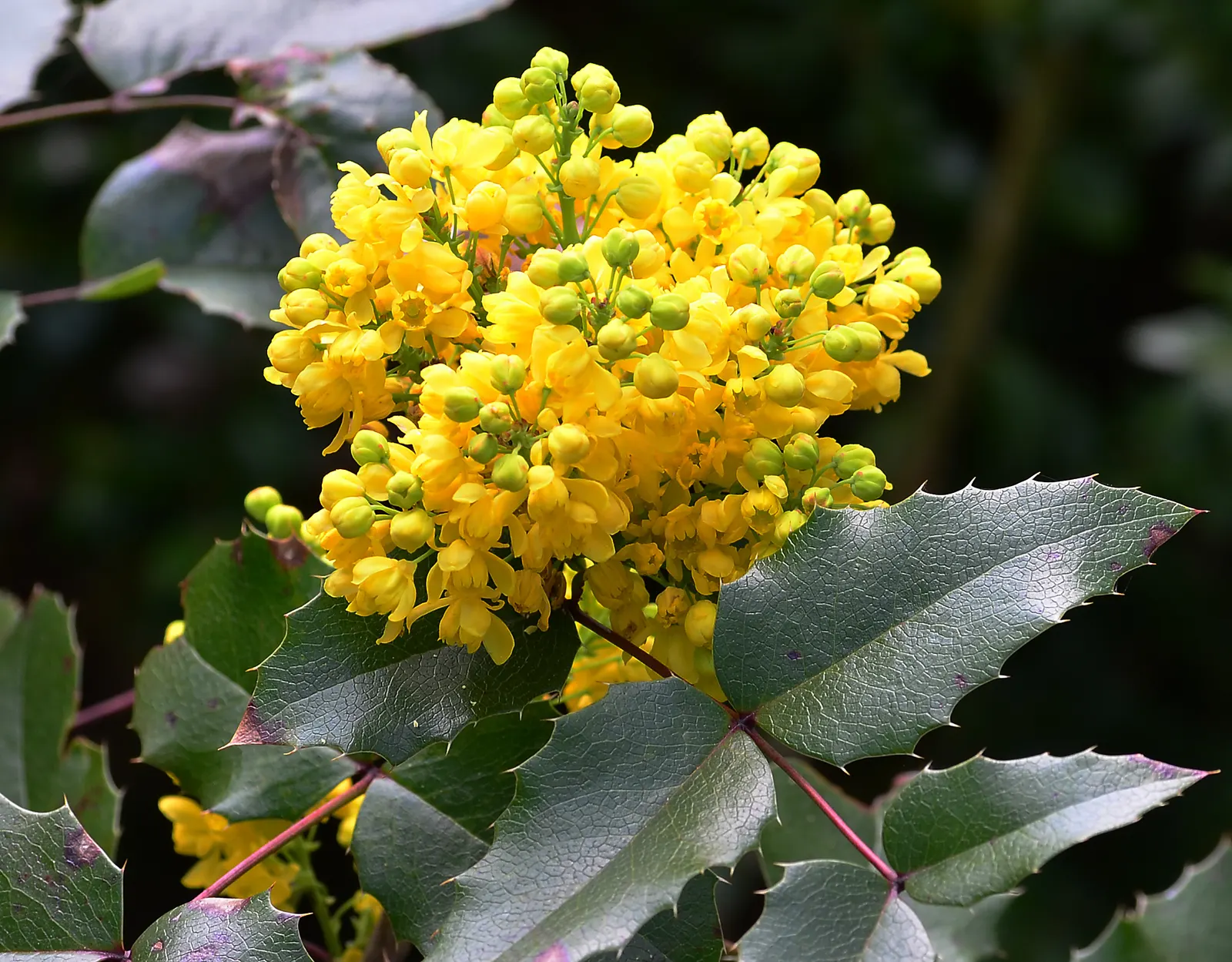 Oregon Grape (Mahonia Aquifolium) — requiring minimal care beyond occasional pruning to maintain its dense