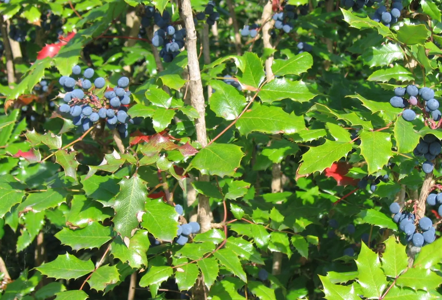 Oregon Grape (Mahonia Aquifolium) — the Oregon Grape produces vibrant yellow flower clusters; oregon Grape is a low-maintenance addition to the landscape