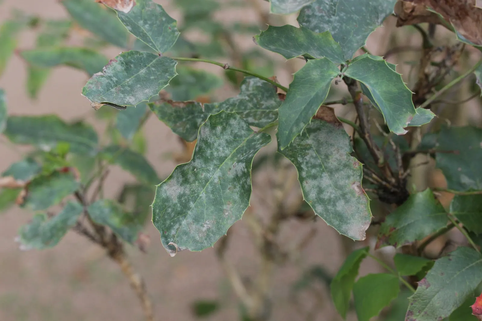 Oregon Grape (Mahonia Aquifolium) — scientifically known as Mahonia aquifolium