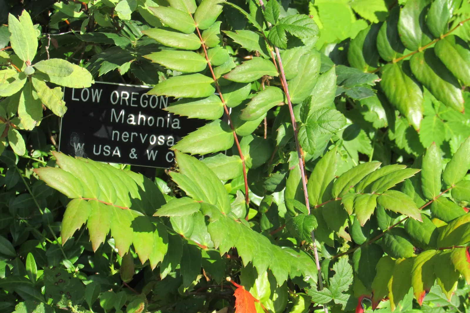 Oregon Grape (Mahonia Aquifolium) — this plant typically achieves a height of 3 to 6 feet and spreads approximately 2 to 5 feet wide; yellow flowers in the