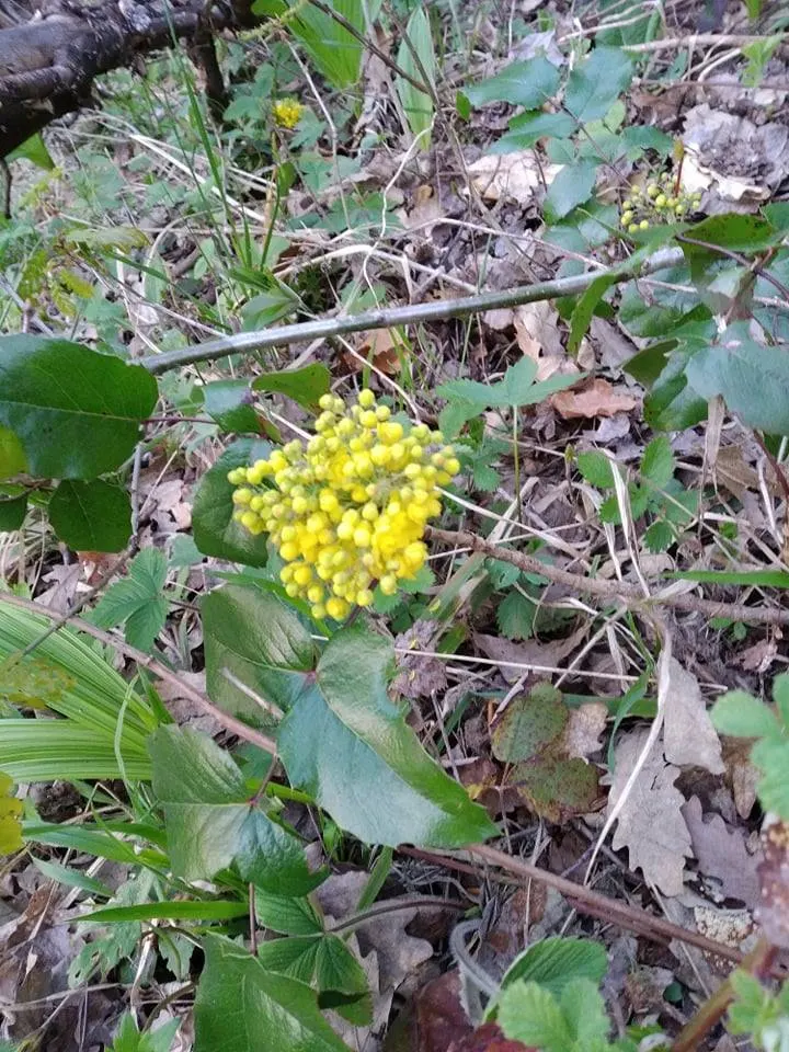 Oregon Grape (Mahonia Aquifolium) — with 5 to 9 leaflets per leaf; and is hardy to -20&deg;F, image 134