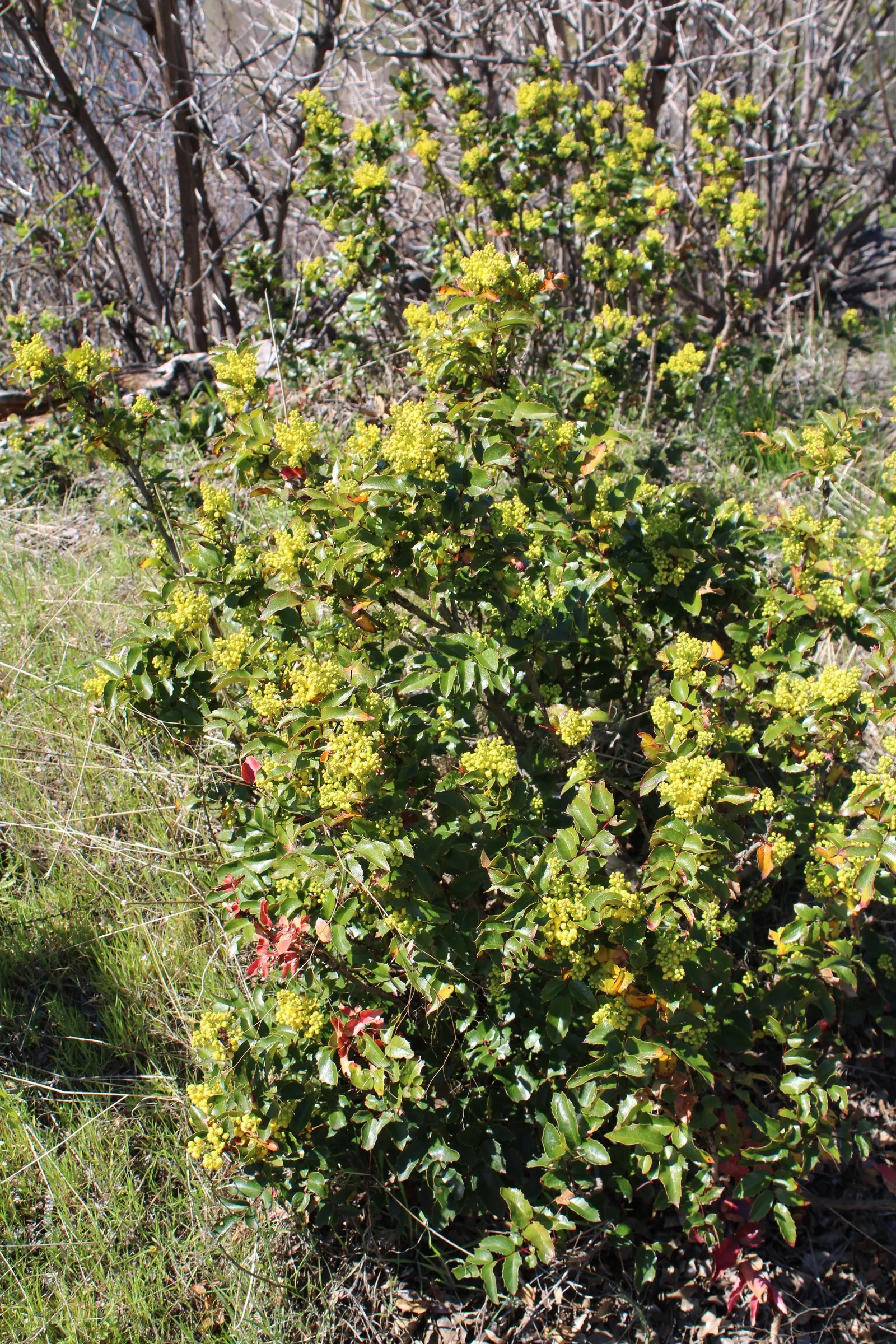 Oregon Grape (Mahonia Aquifolium) — With a moderate growth rate; though it tolerates full sun in cooler climates