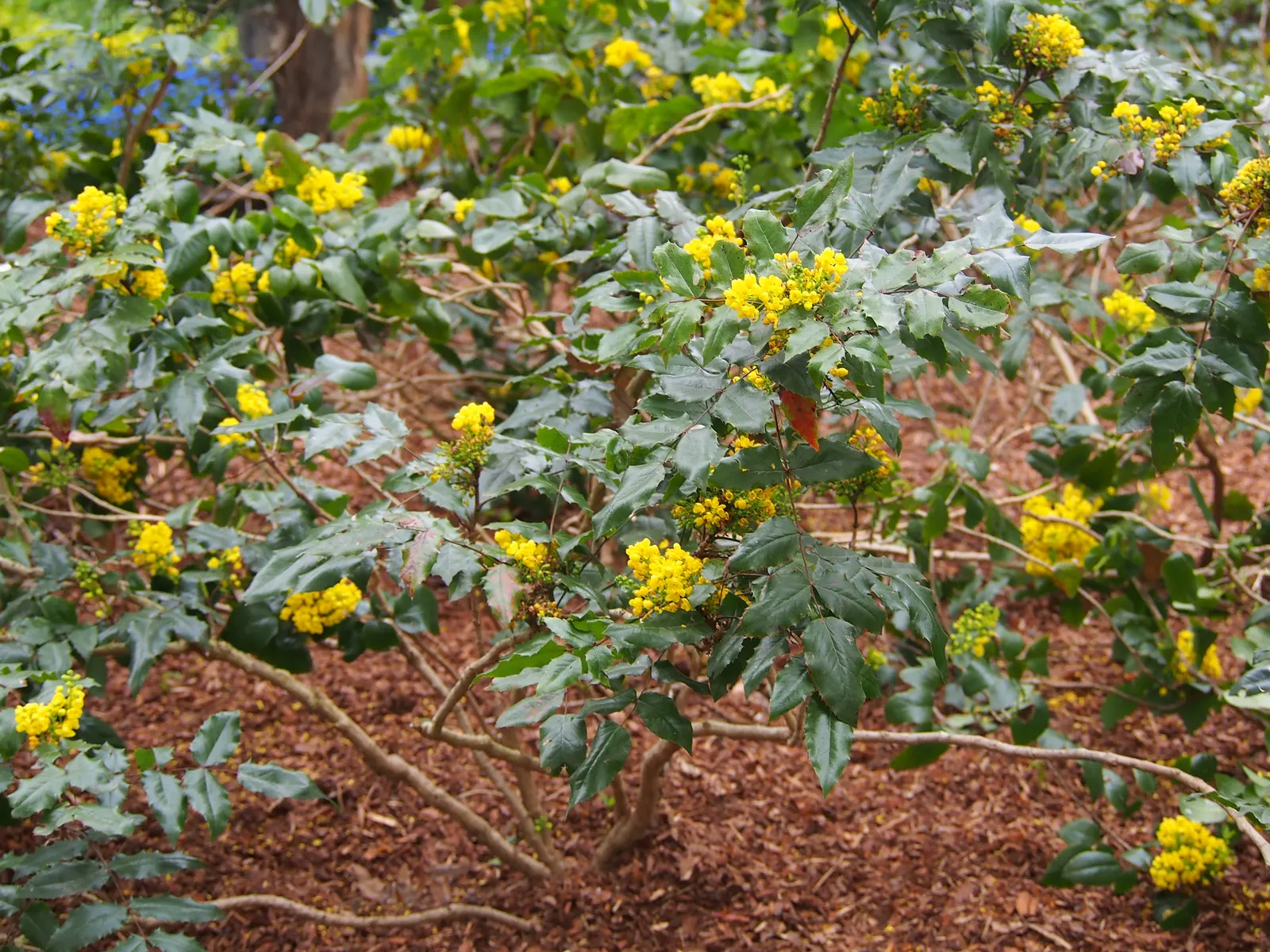 Oregon Grape (Mahonia Aquifolium) — offering year-round interest and attracting local wildlife with its nectar and fruits; these dark green, glossy, image 127
