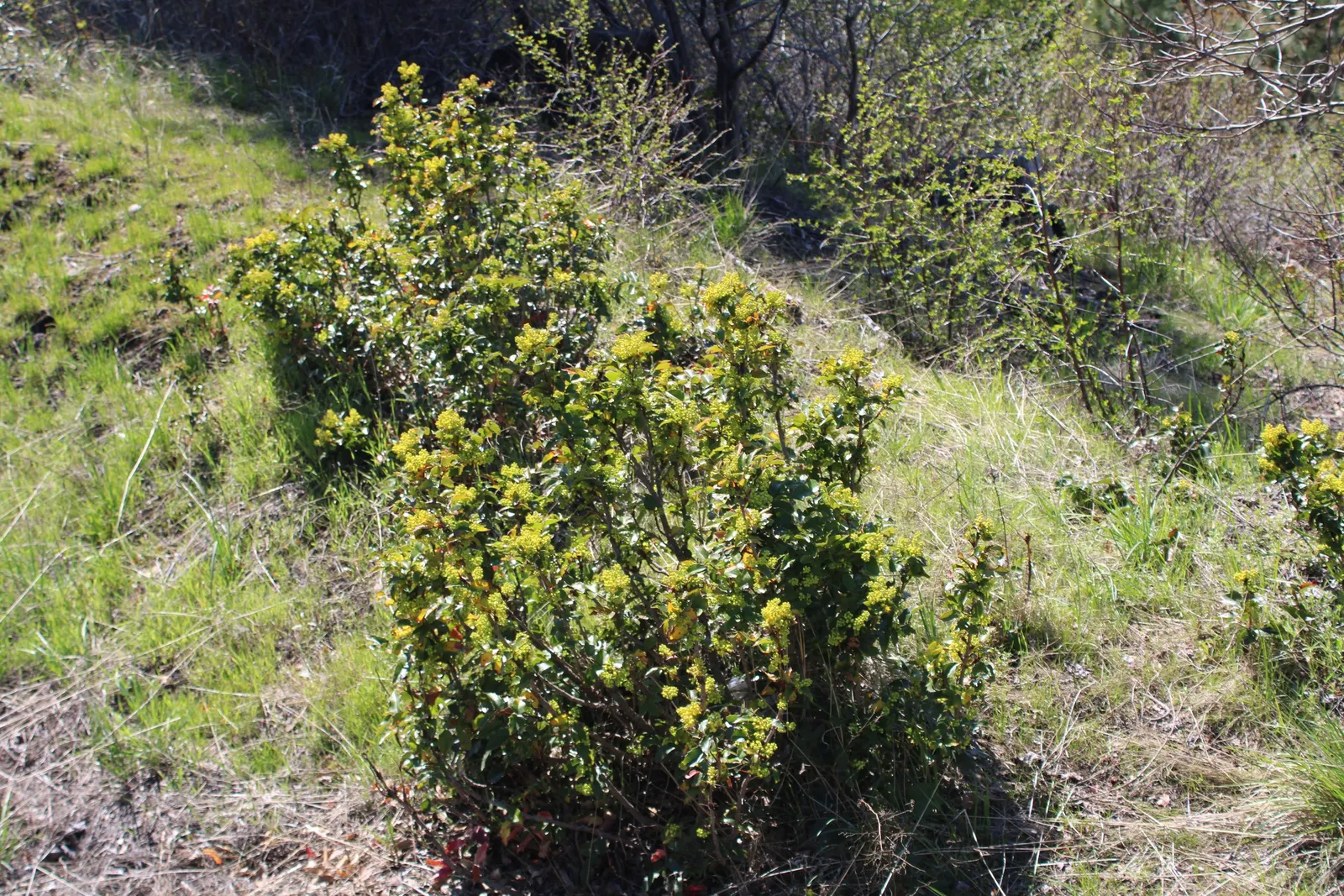 Oregon Grape (Mahonia Aquifolium) — Its yellow flowers bloom in early spring, followed by purple-blue berries; being an excellent choice for the thoughtful