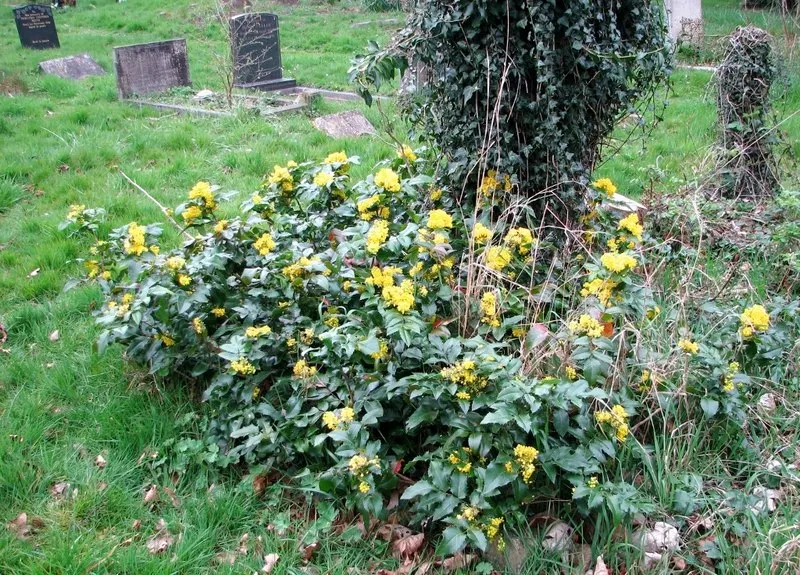 Oregon Grape (Mahonia Aquifolium) — edible blue-black berries by late summer