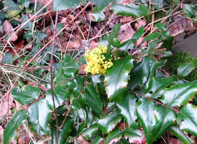 Oregon Grape (Mahonia Aquifolium) — Its yellow flowers bloom in early spring, followed by purple-blue berries